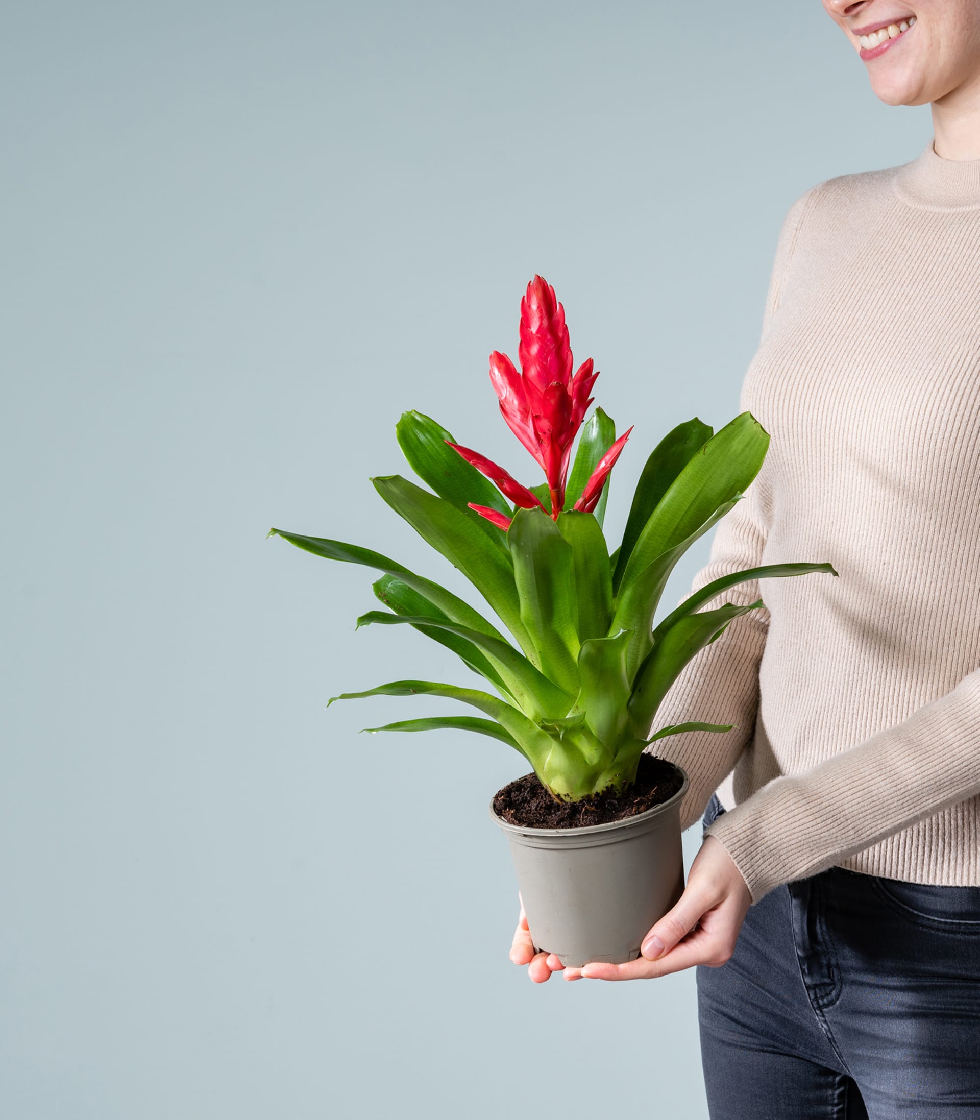 Vriesea 'Intenso Pink'