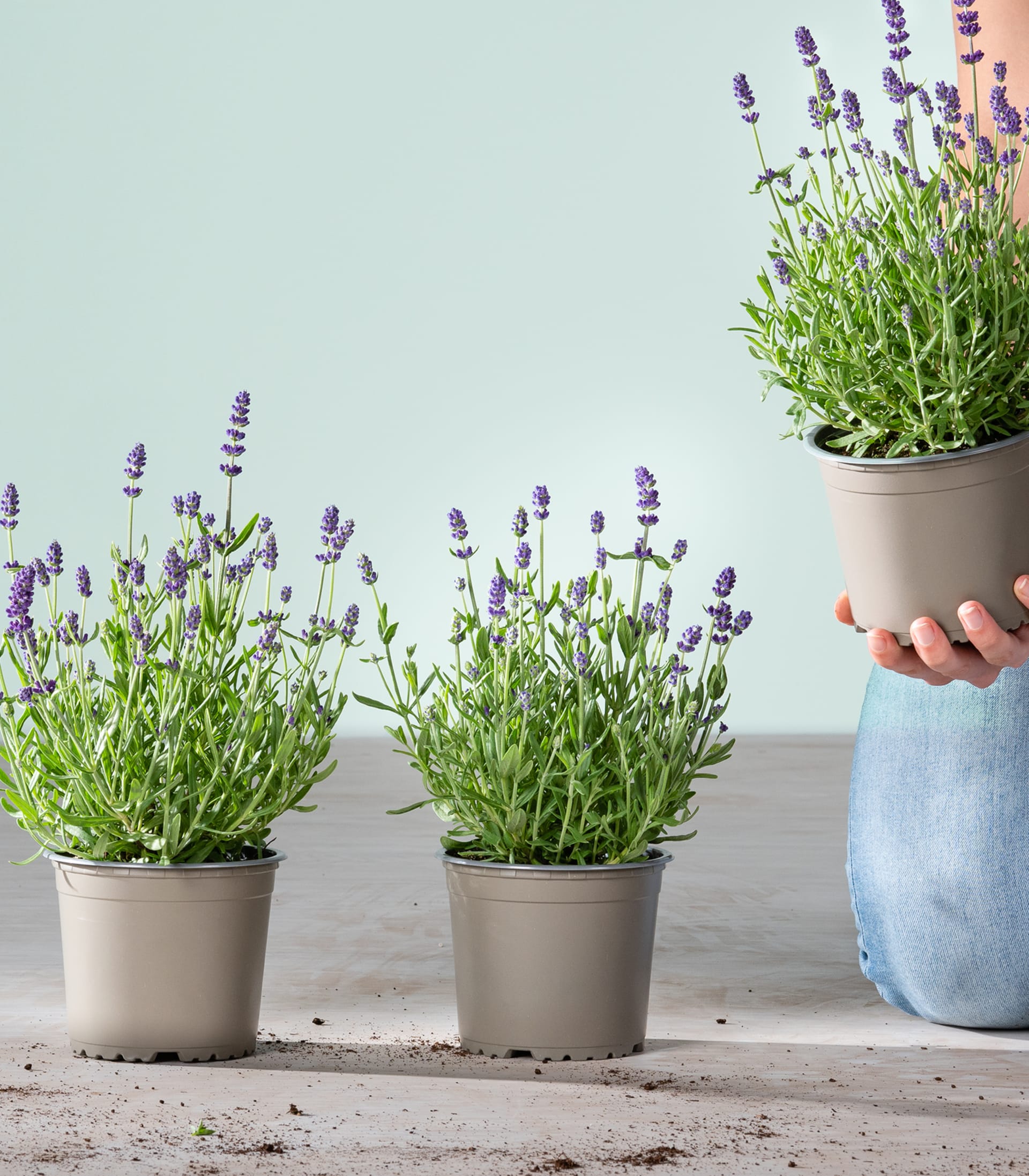 Ein üppiges, leuchtendes Feld aus lila Lavendelblüten erstreckt sich über den Vordergrund, mit einem Hintergrund aus grünem Laub und anderen blühenden Pflanzen im Hintergrund.
