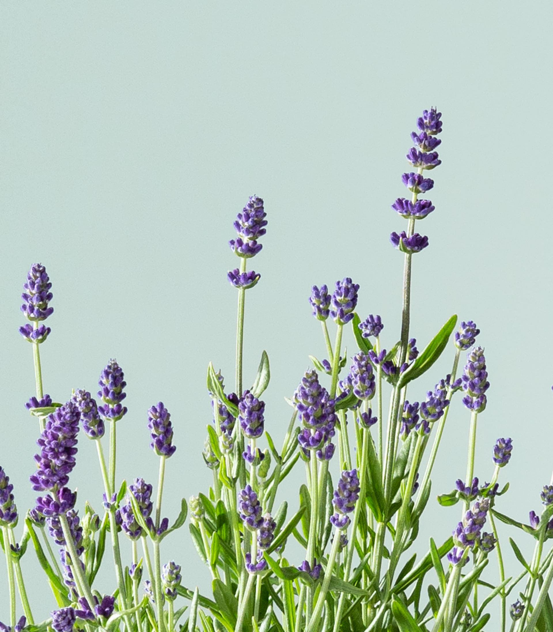 Winterharter Lavendel - 3 Stück