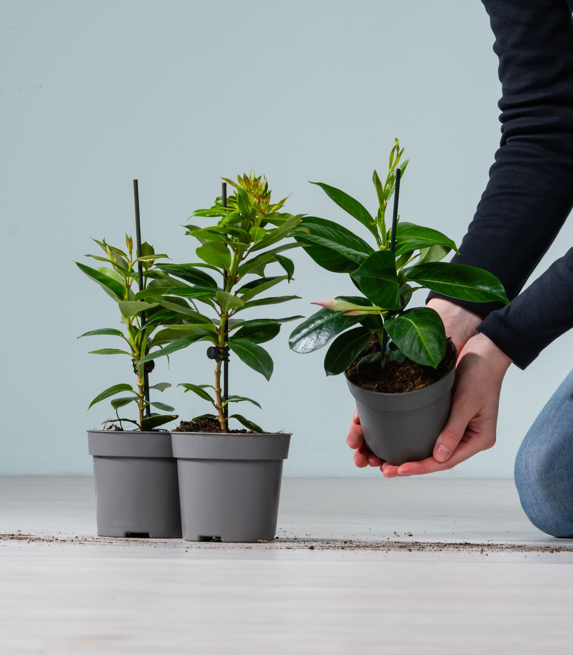 Dipladenie Pink - 3 Stück