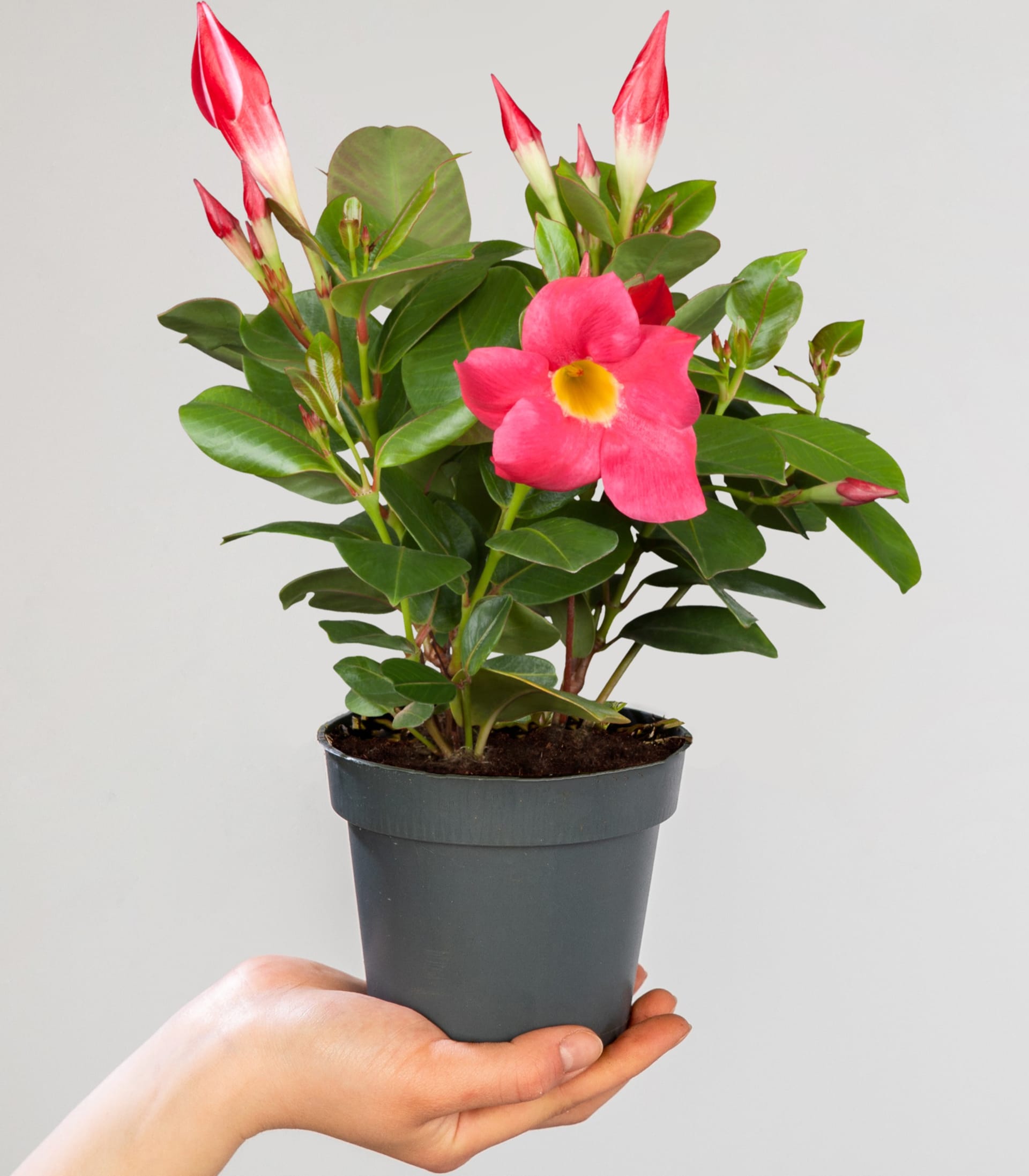 Dipladenie Pink - 3 Stück