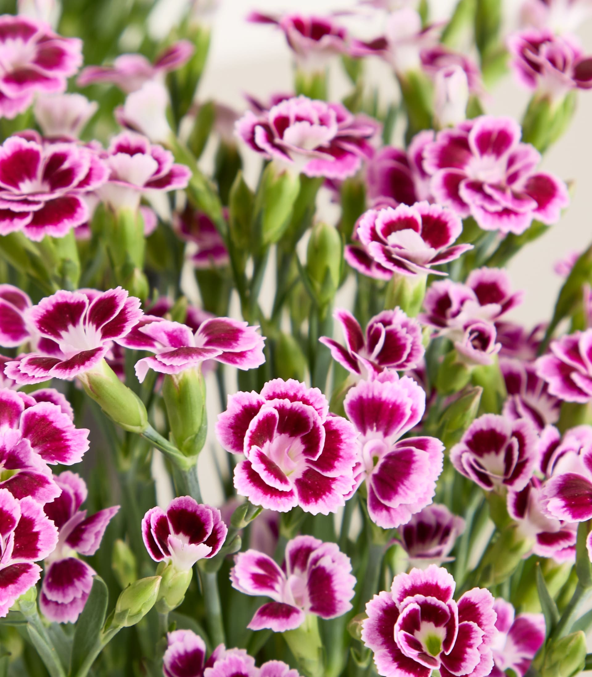 Nelke 'Kiss' - 3 Stück