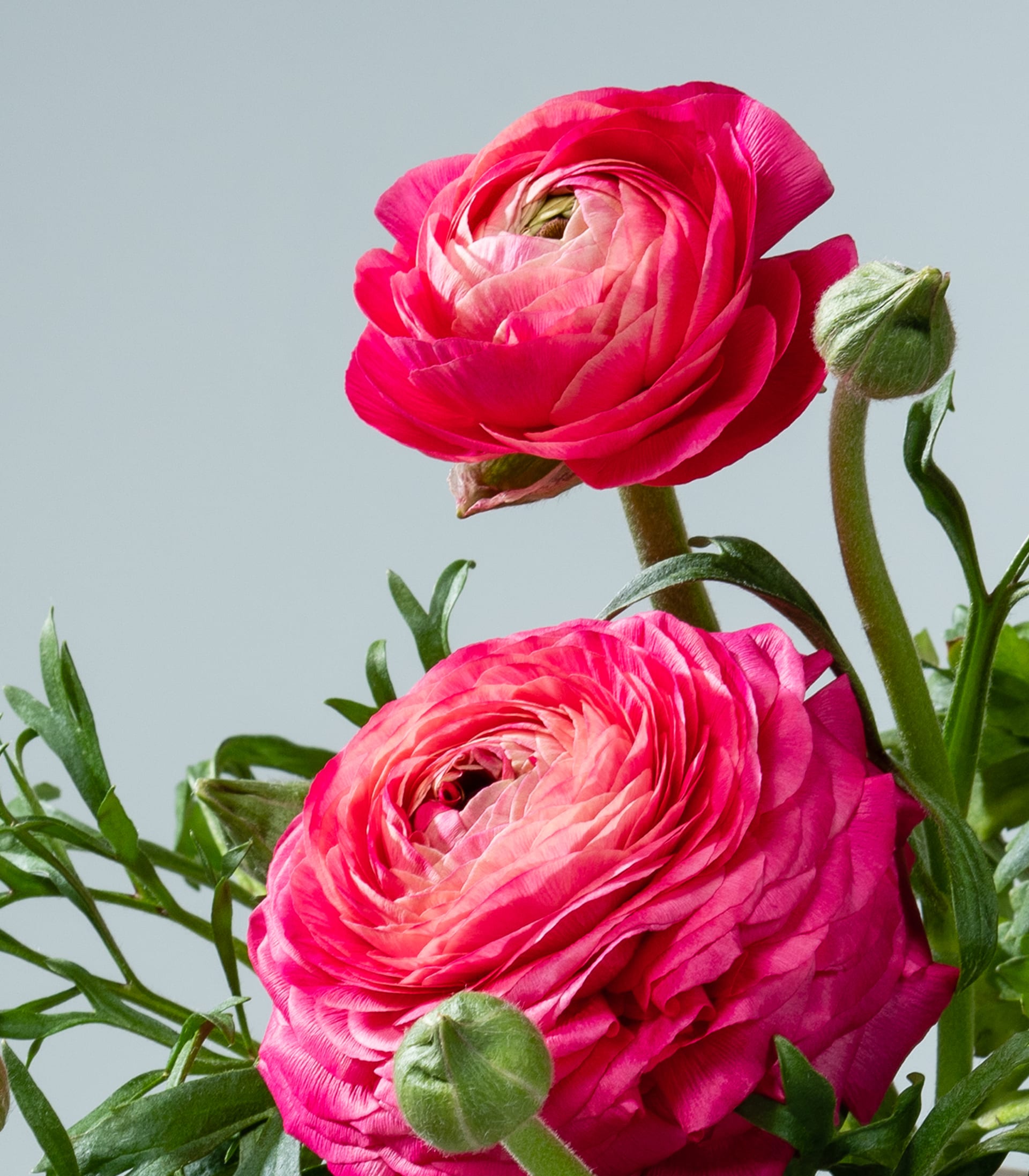 Pinkfarbene Ranunkel - 3 Stück