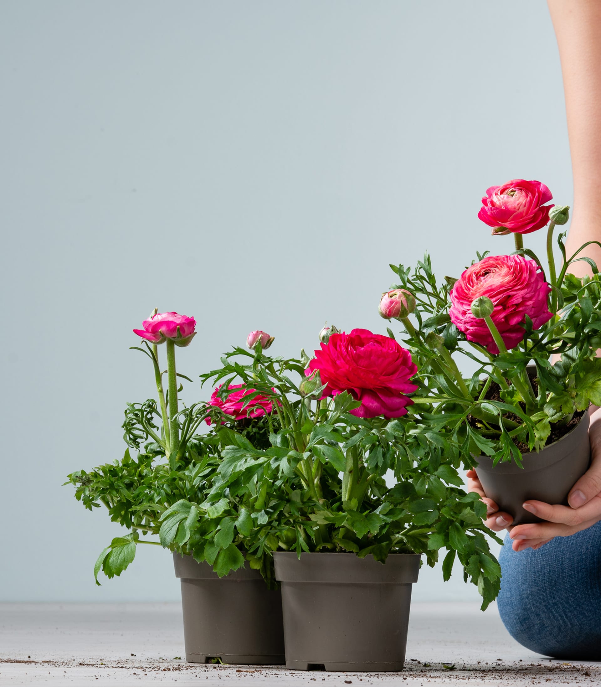 Pinkfarbene Ranunkel - 3 Stück