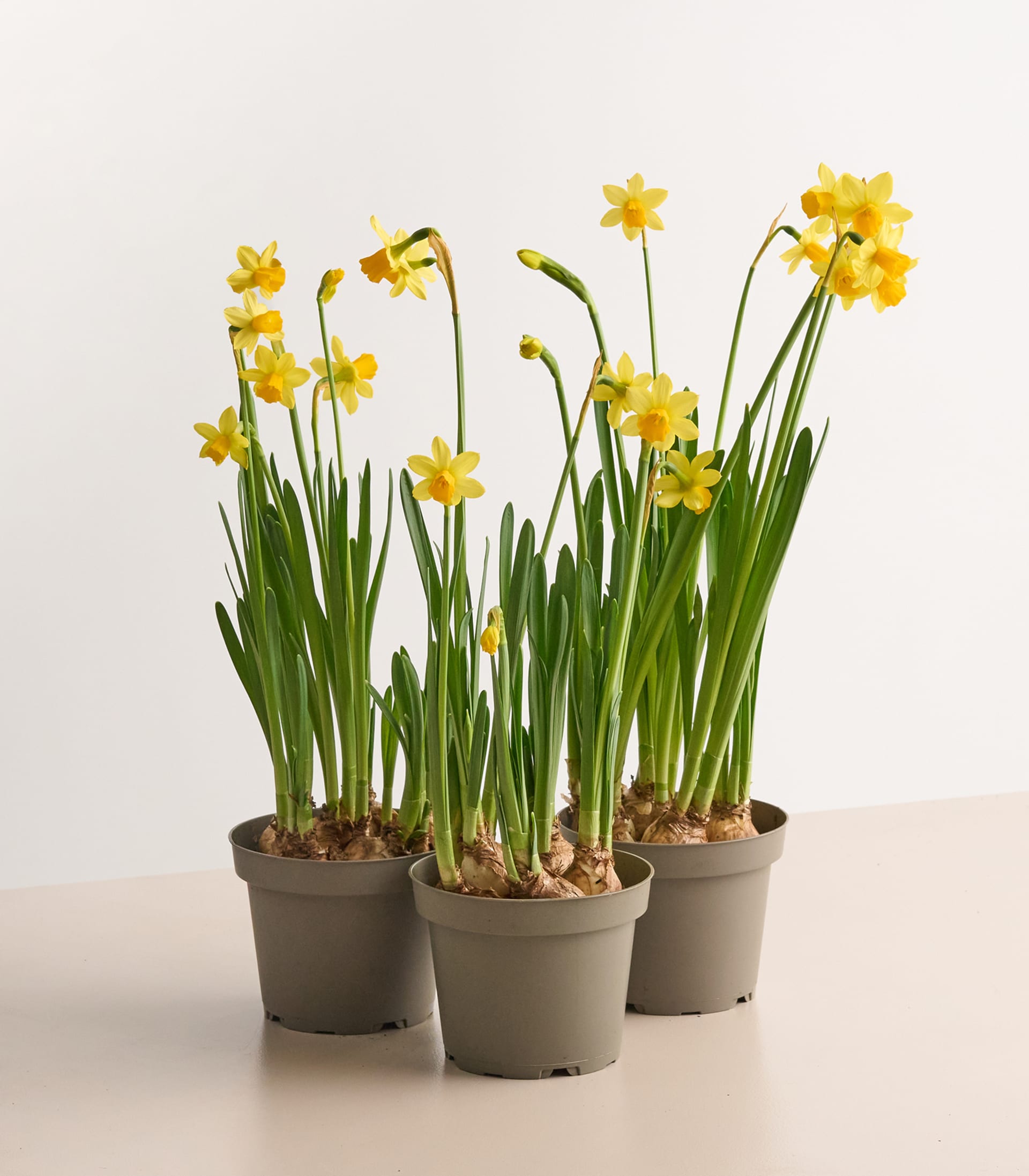 Buntes Balkon Set - 9 Stück