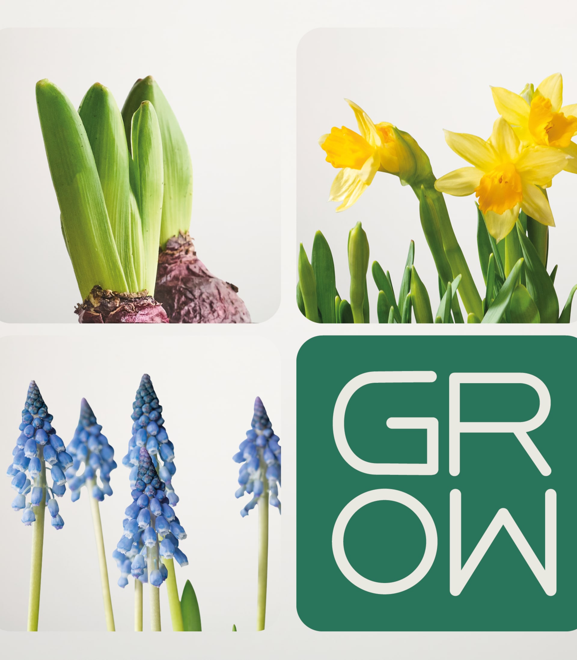 Frühblüher Set - 12 Stück