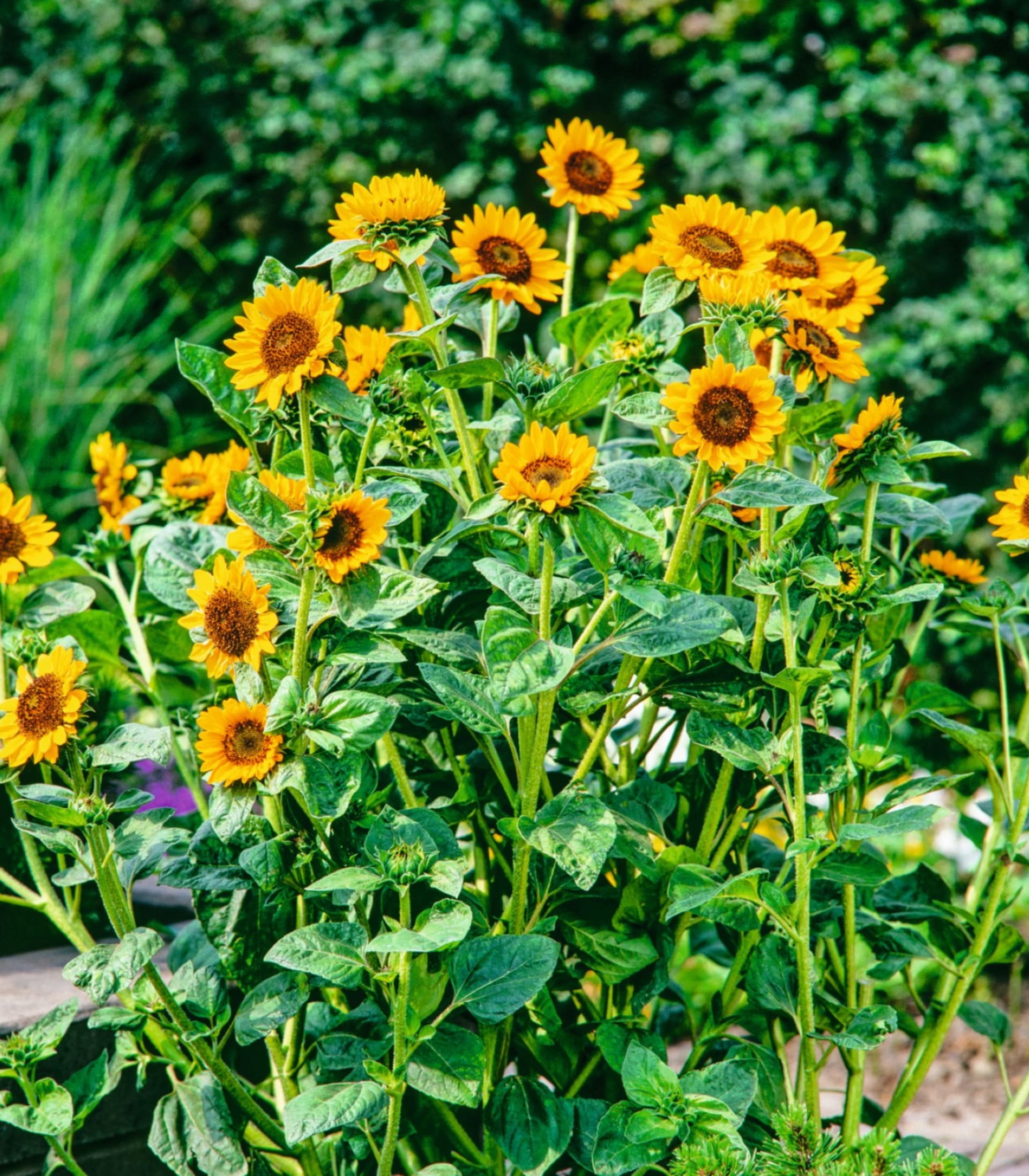 Sonnenblume