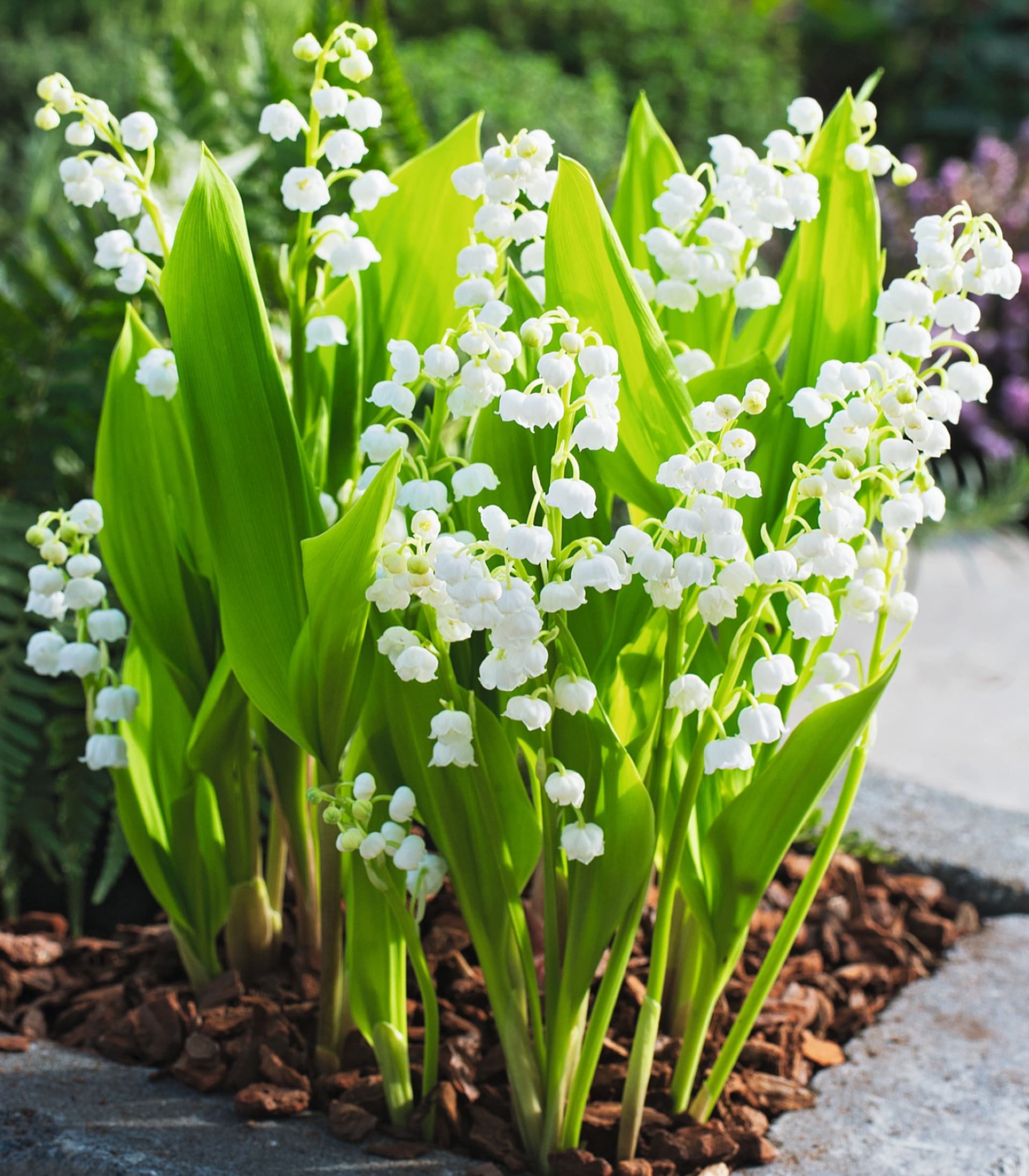 Weißes Maiglöckchen