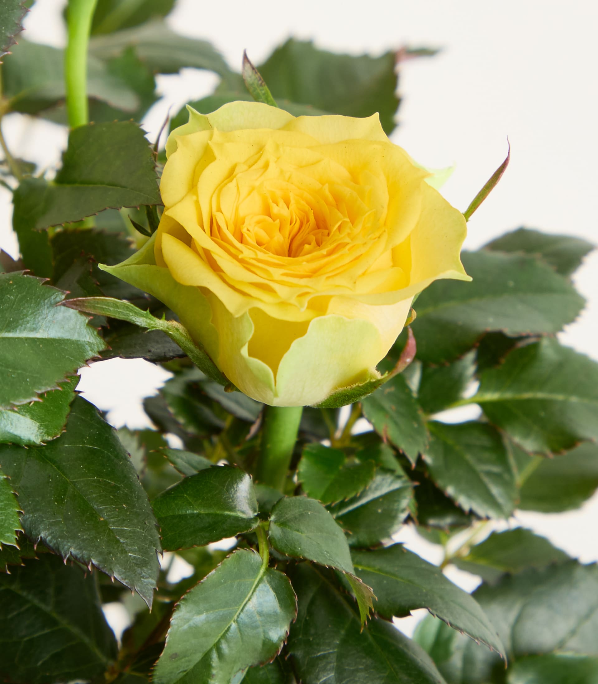 Leuchtend gelbe Rosen mit üppig grünen Blättern und Knospen vor schlichtem Hintergrund.