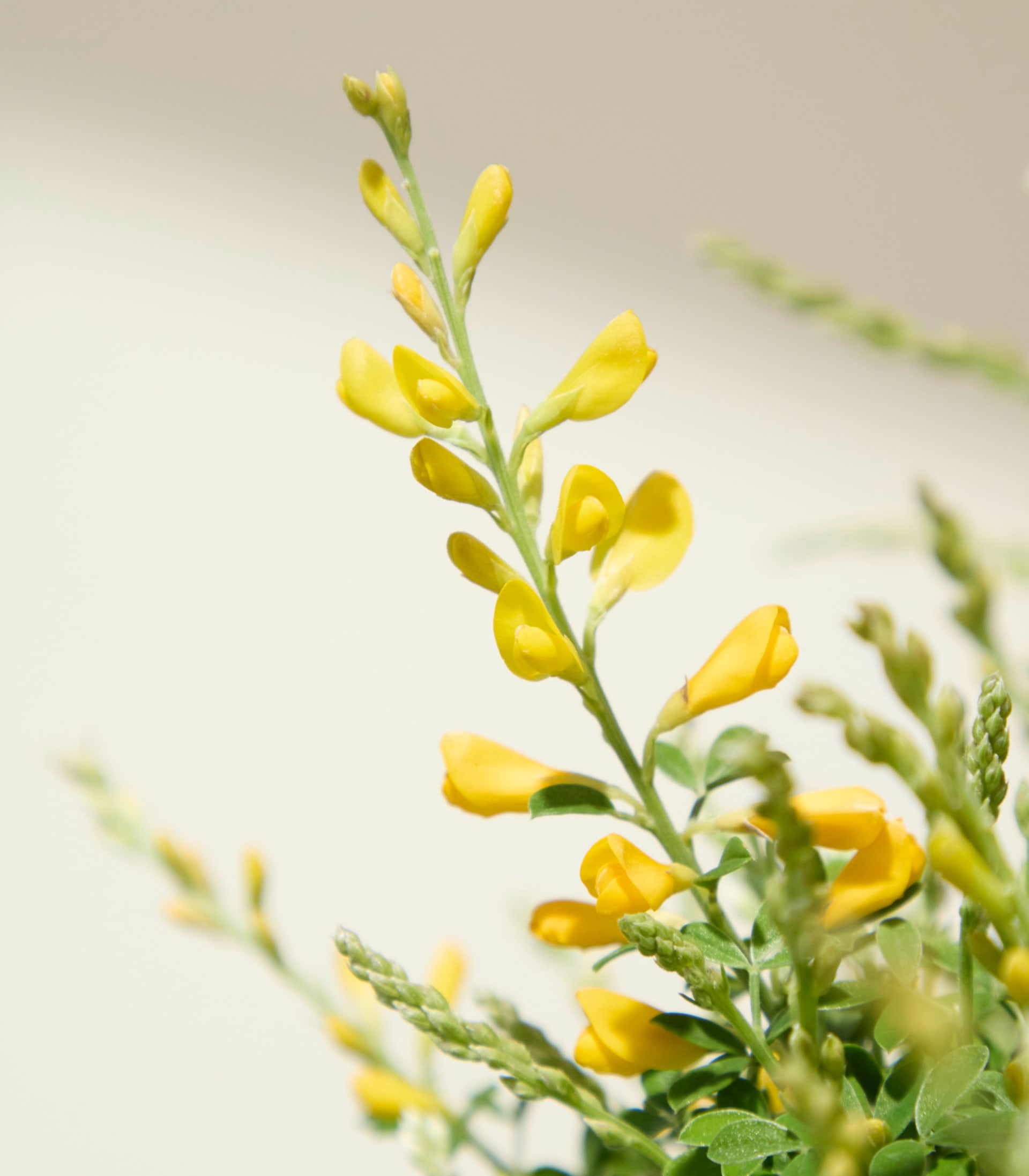 Ein lebendiger Strauß gelber Blumen und üppiger grüner Blätter vor einem schlichten weißen Hintergrund.