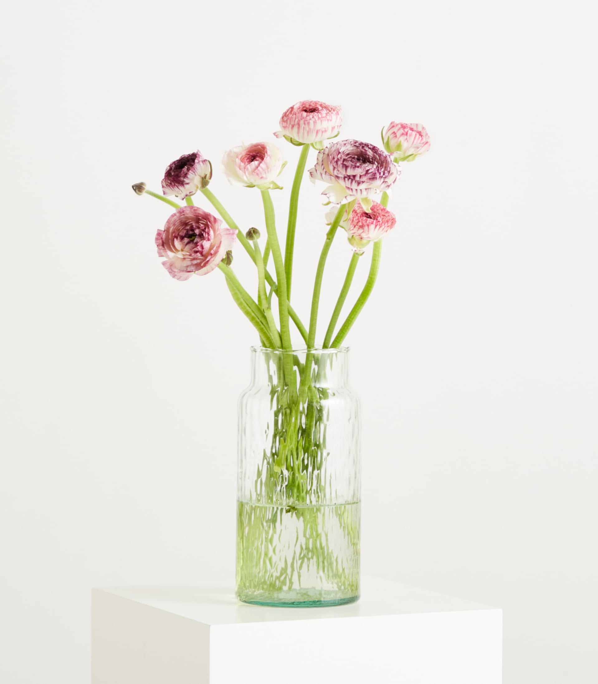 Ranunkeln 'Cappu' - 7 Stiele