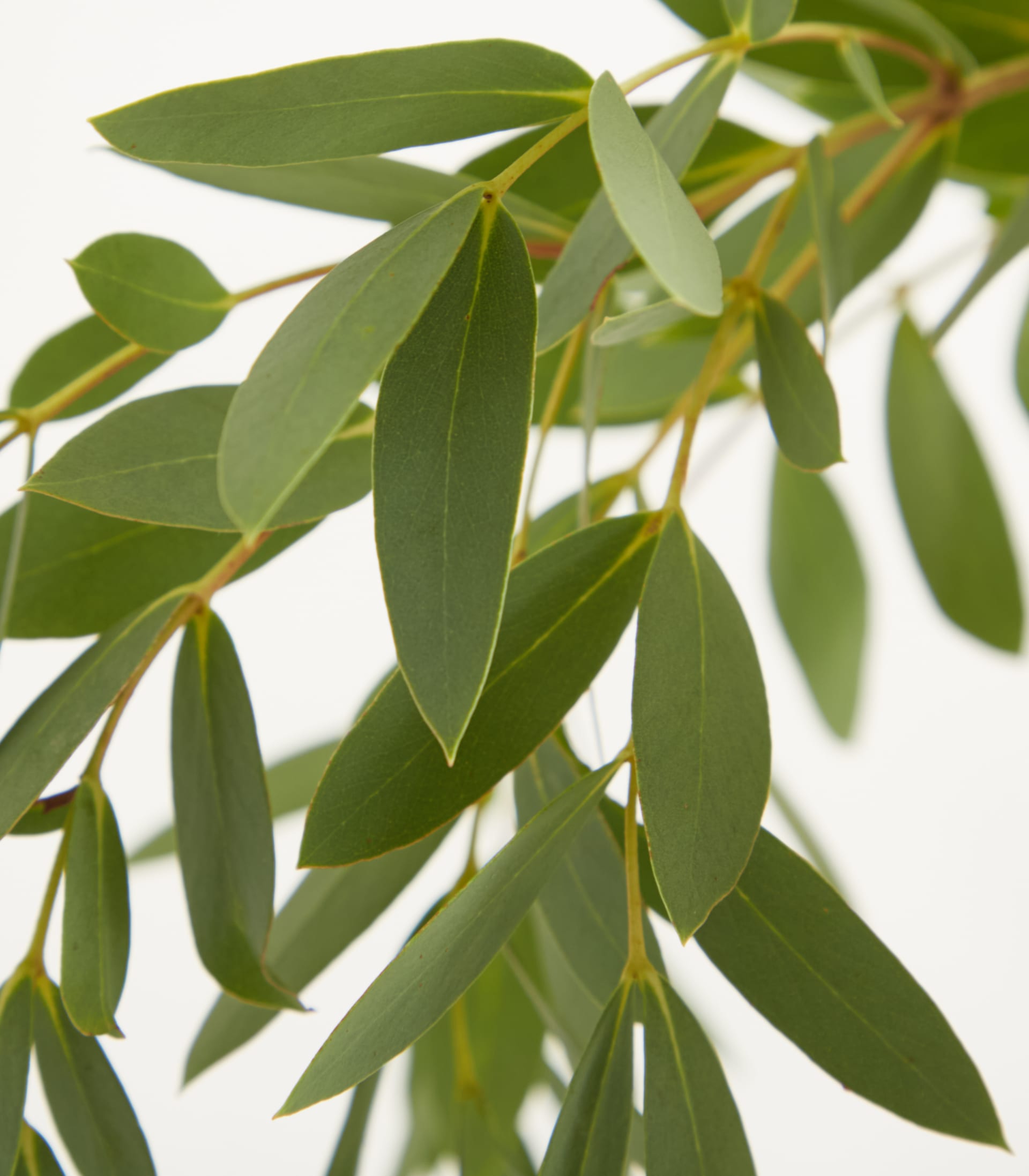 Üppige grüne Blätter mit zarten rötlichen Stielen vor einem schlichten weißen Hintergrund ergeben eine ruhige und natürliche Komposition.