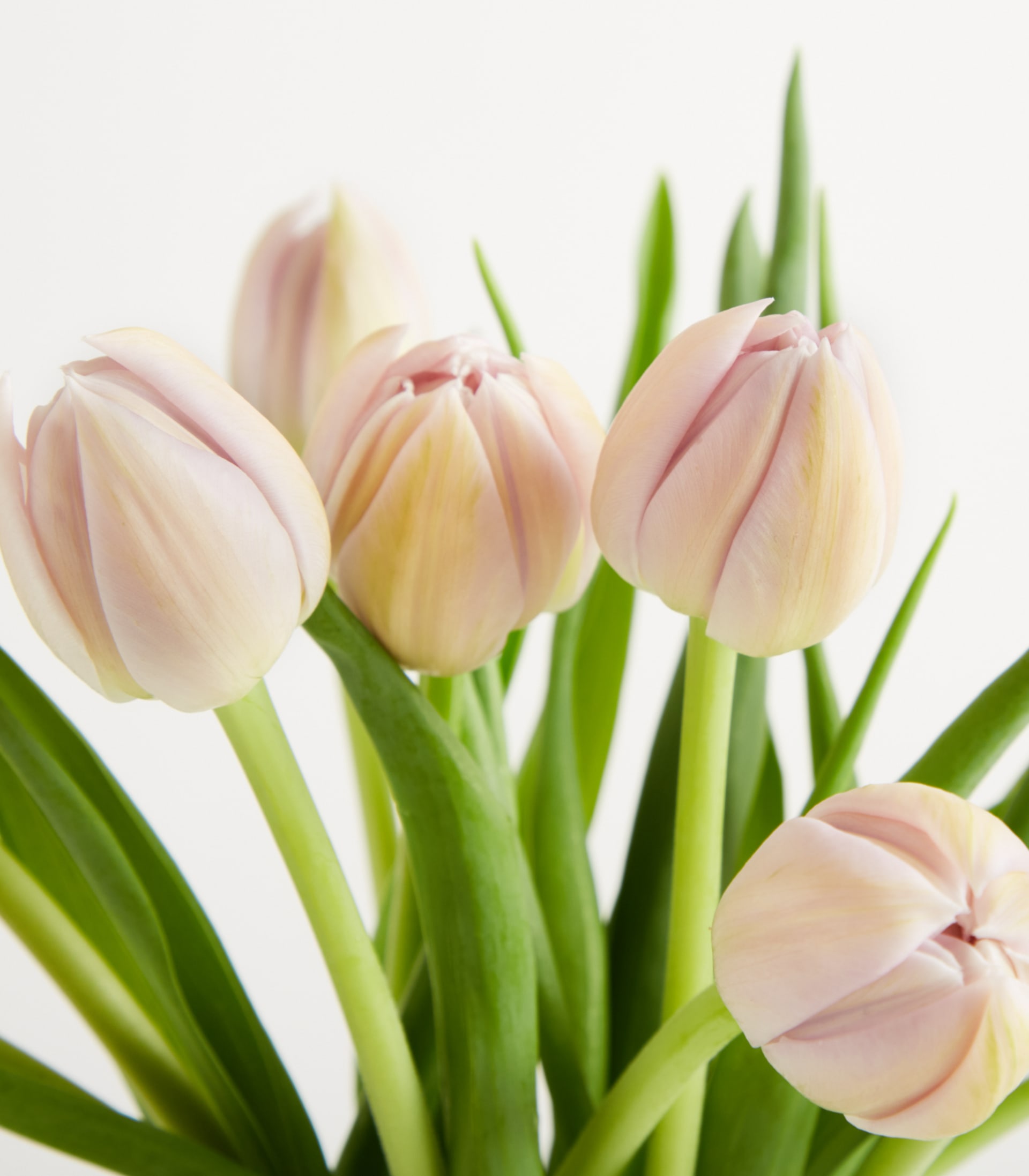 Rosa Tulpen 'Katinka' - 10 Stiele