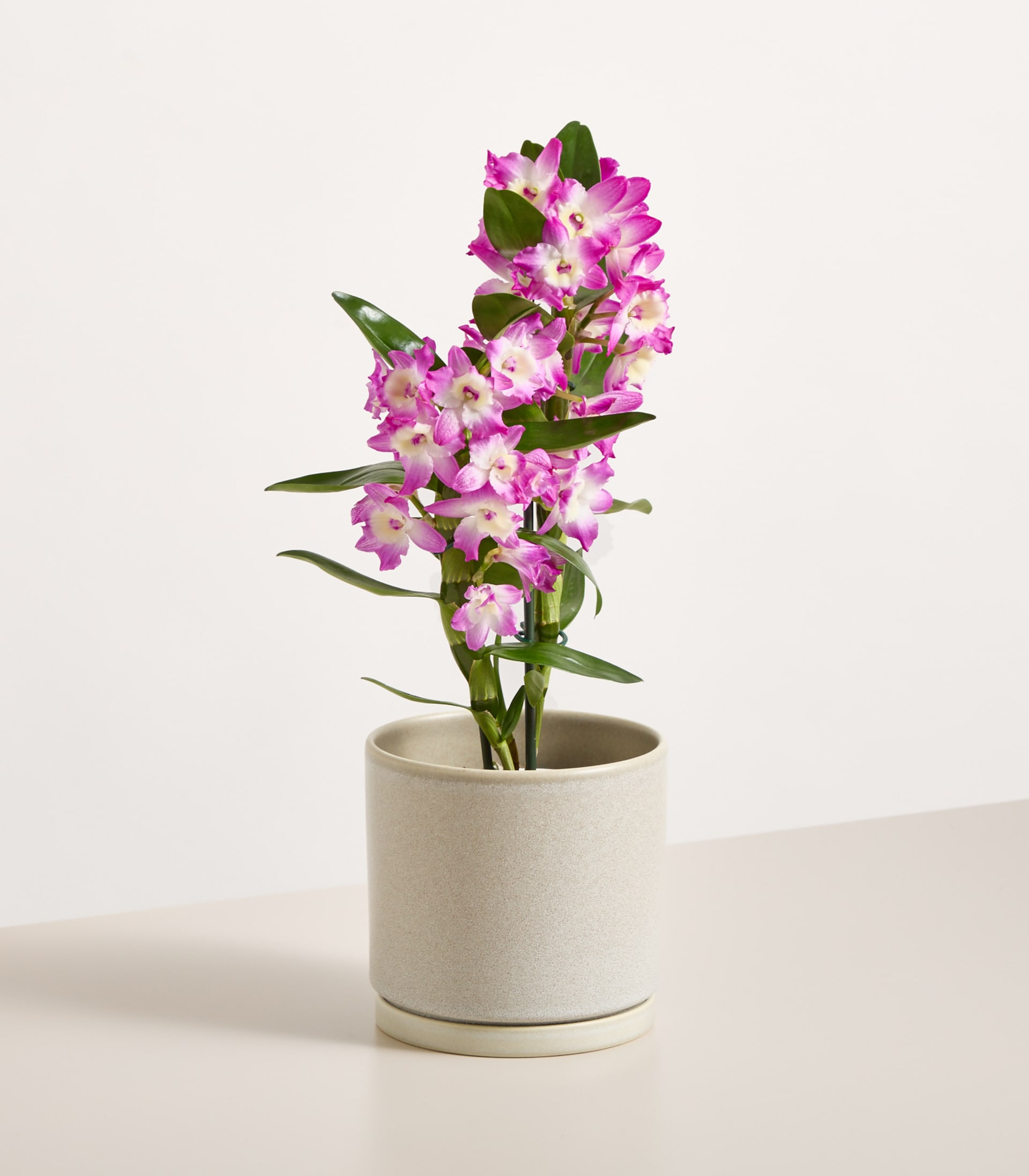 Dendrobium-Orchidee 'Purple Rain' - ohne Übertopf