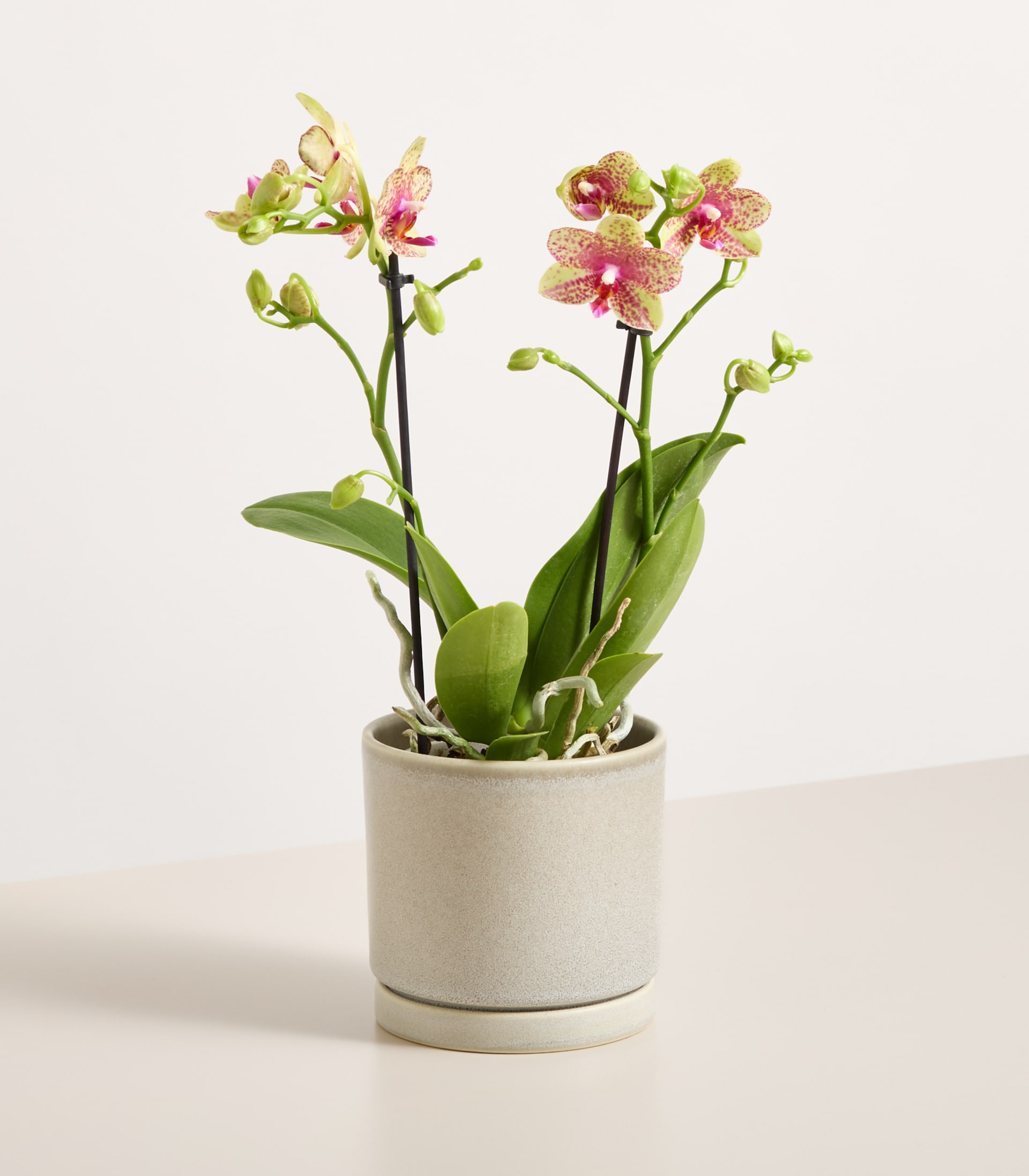 Orchidee 'Grosseto' - ohne Übertopf