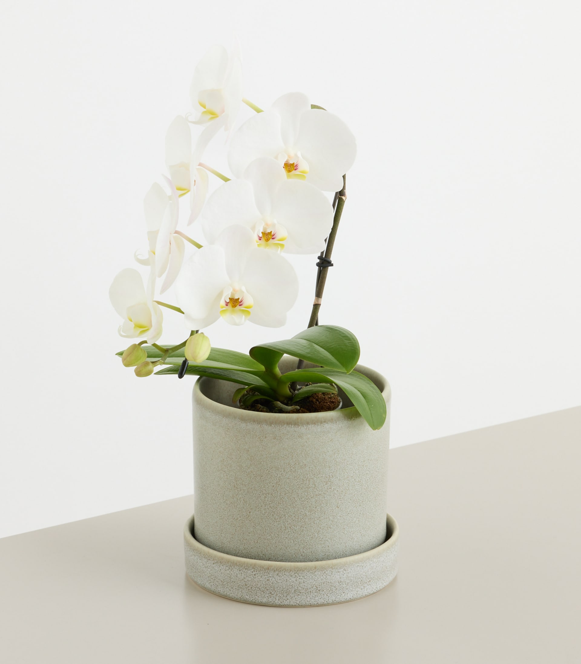 Orchidee 'Swan Weiß'