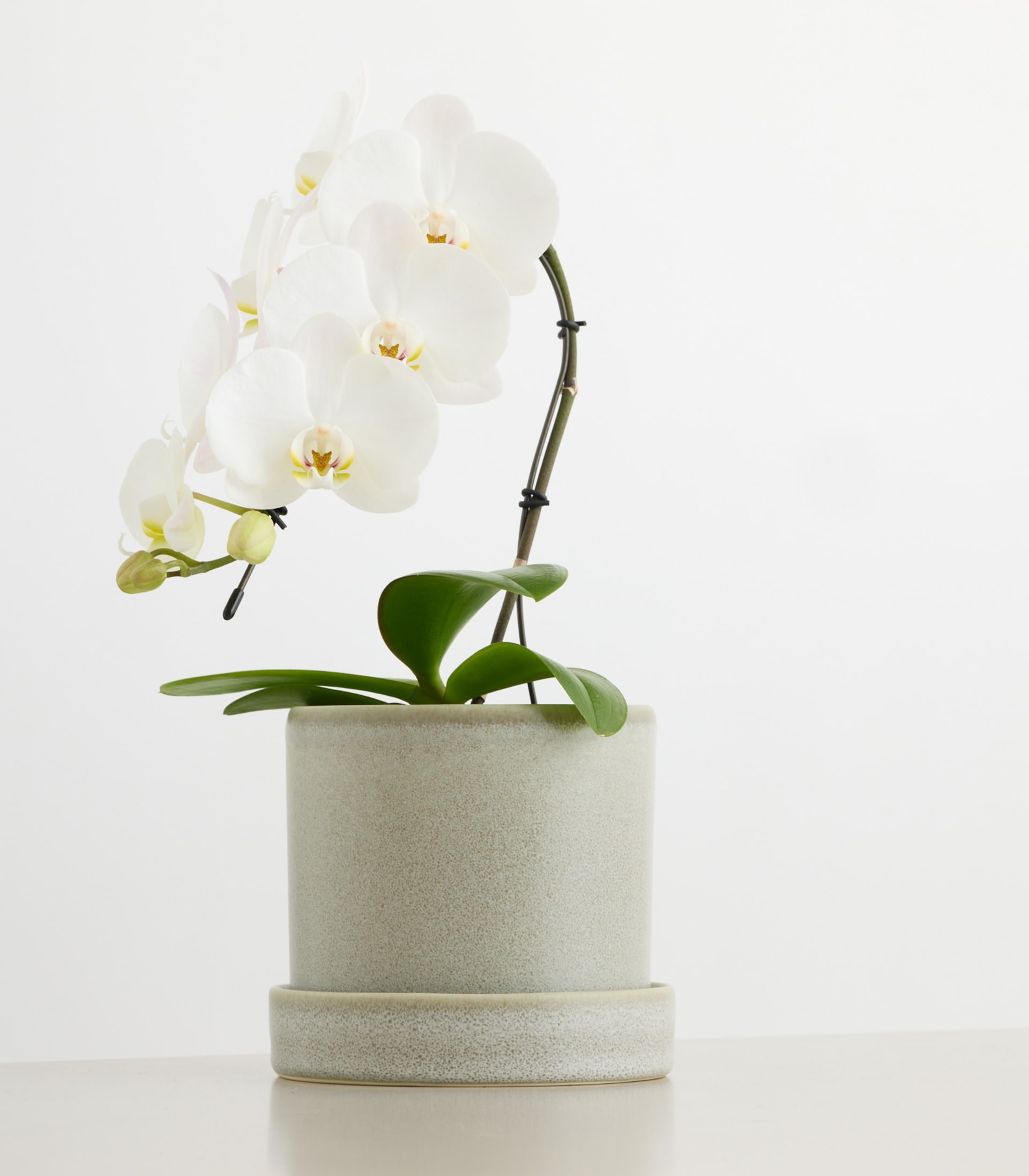 Orchidee 'Swan Weiß'