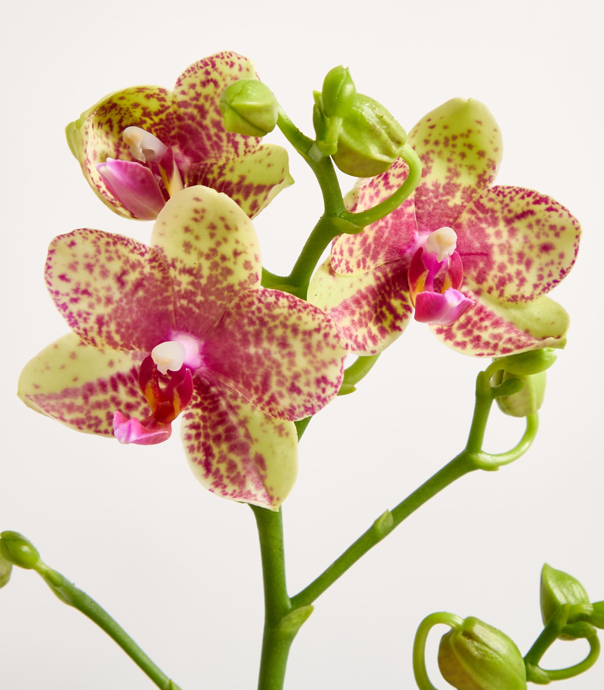 Orchidee 'Grosseto' - ohne Übertopf