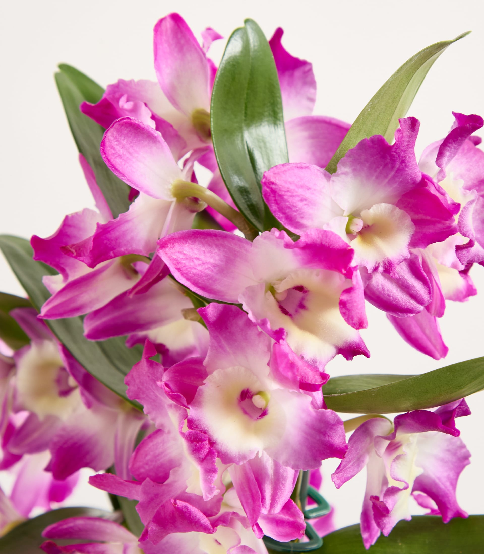 Dendrobium-Orchidee 'Purple Rain' - ohne Übertopf
