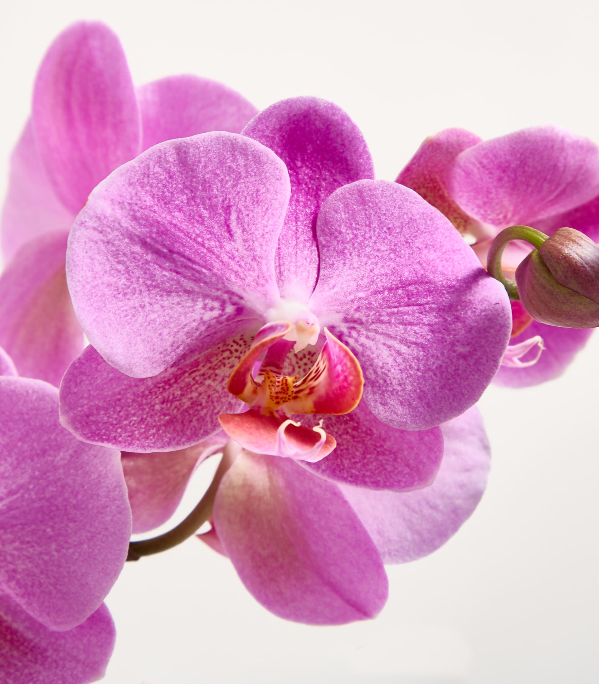 Orchidee 'Frederikstadt'