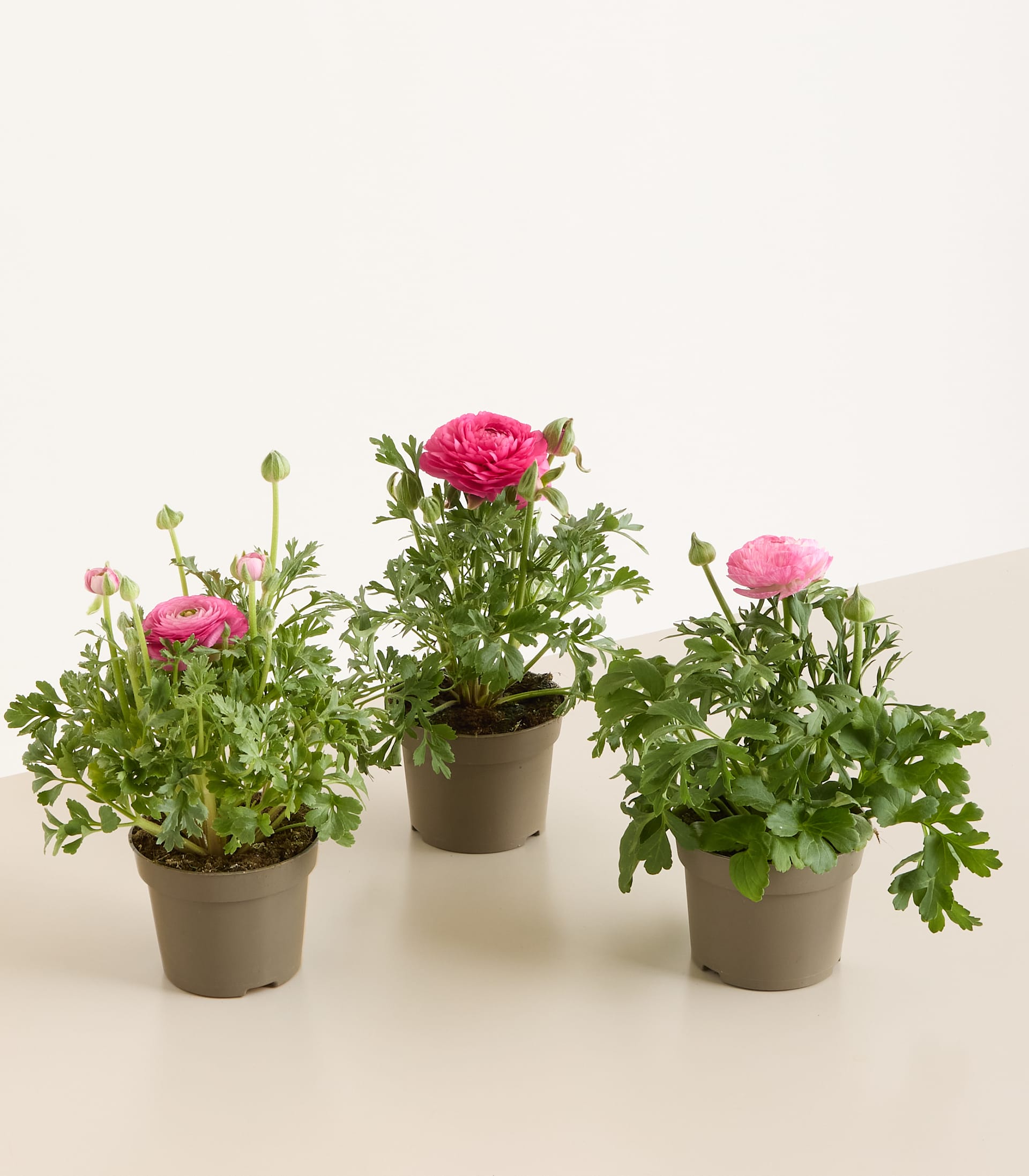 Pinke Ranunkel - 3 Stück