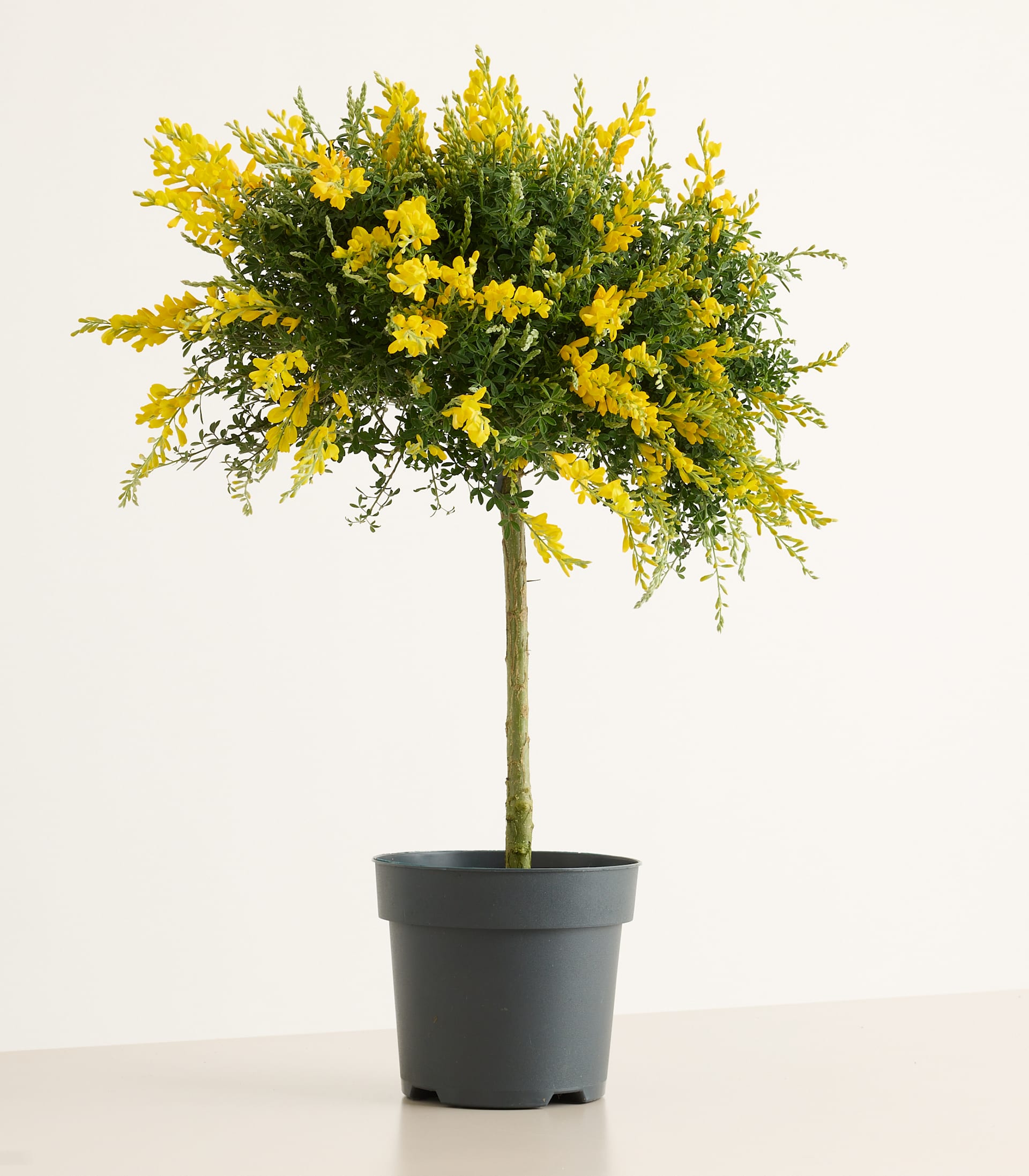 Ginster - Stämmchen