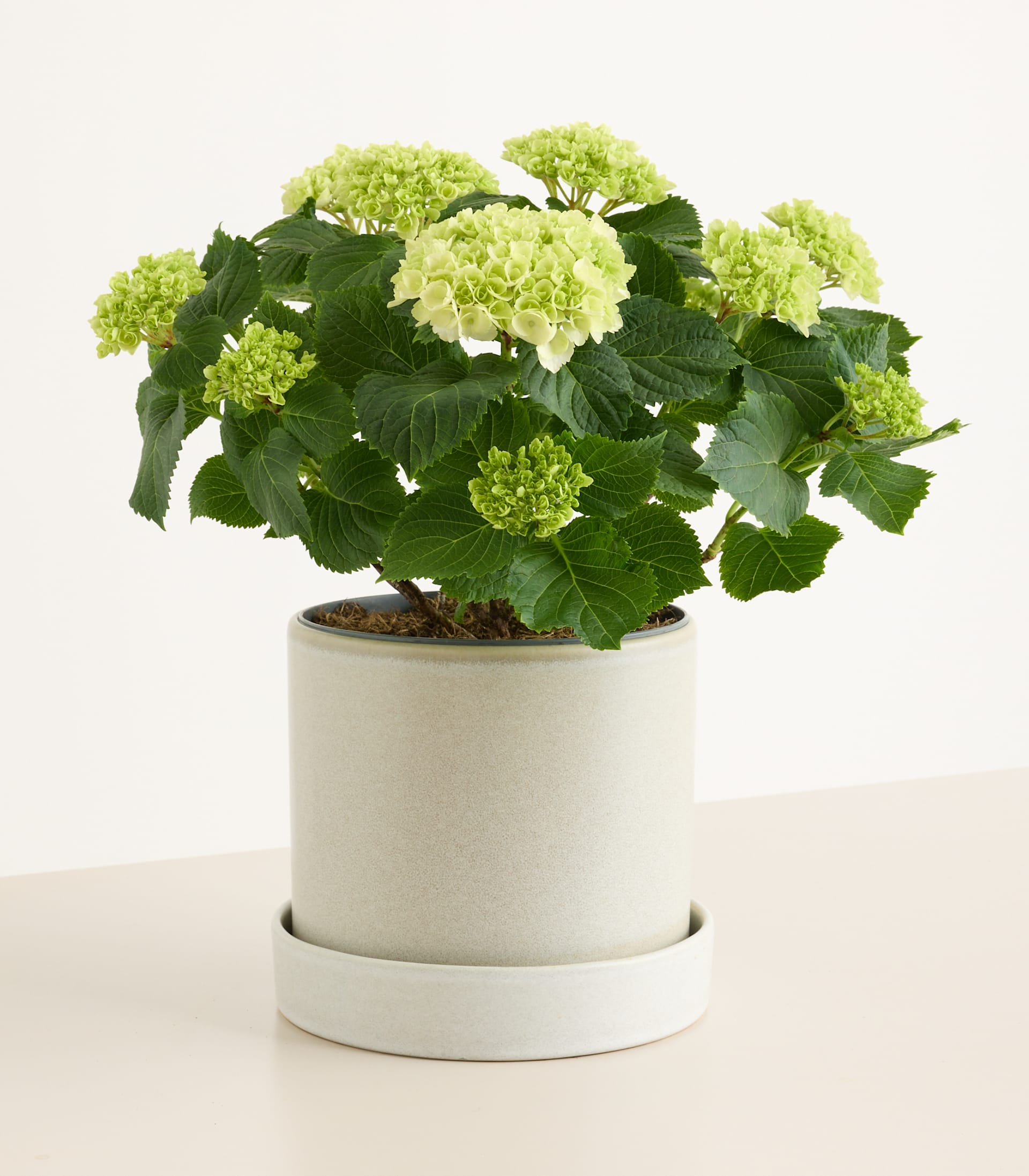 Ballhortensie 'Bright White' M