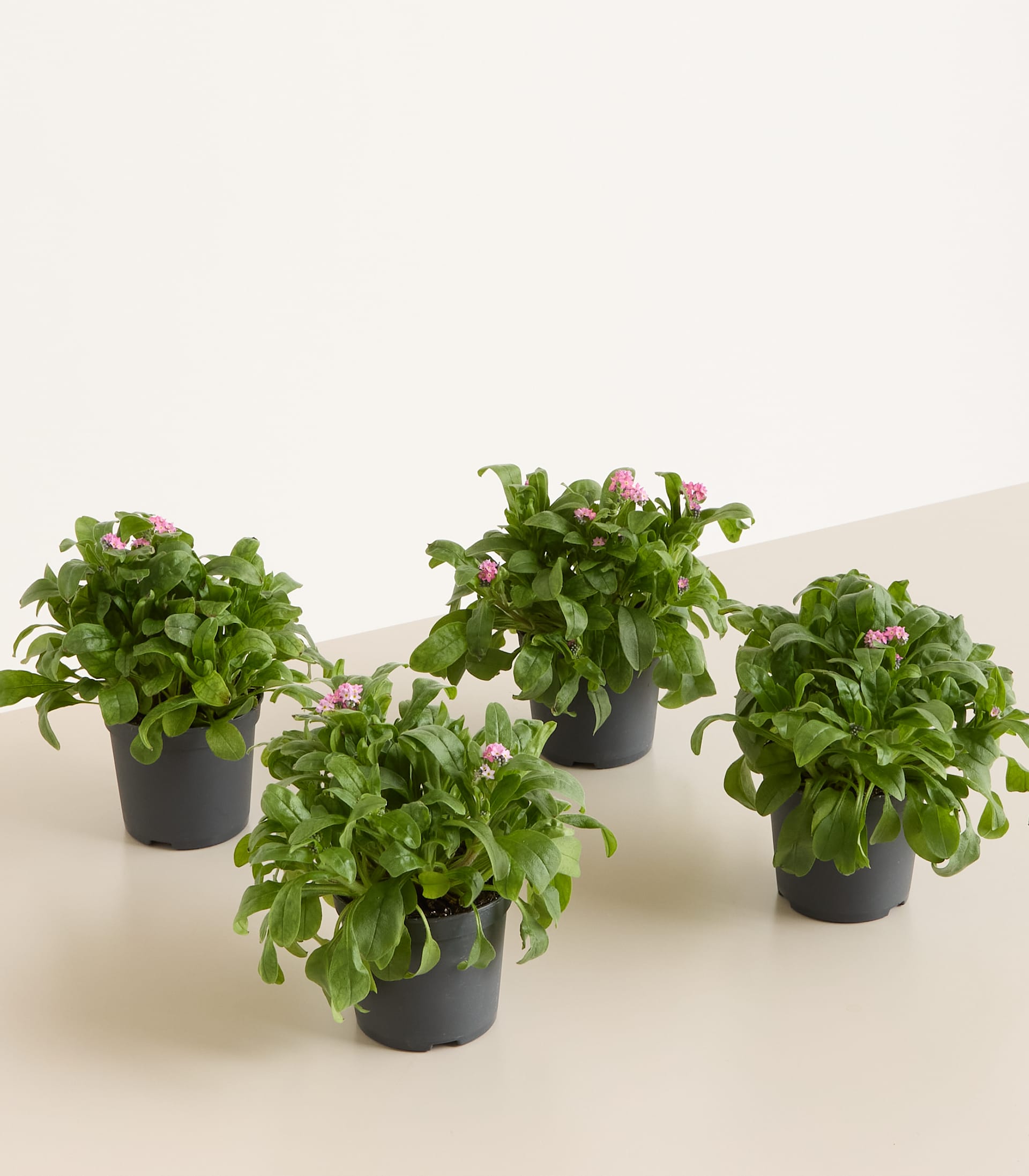 Rosafarbene Vergissmeinnicht - 4 Stück