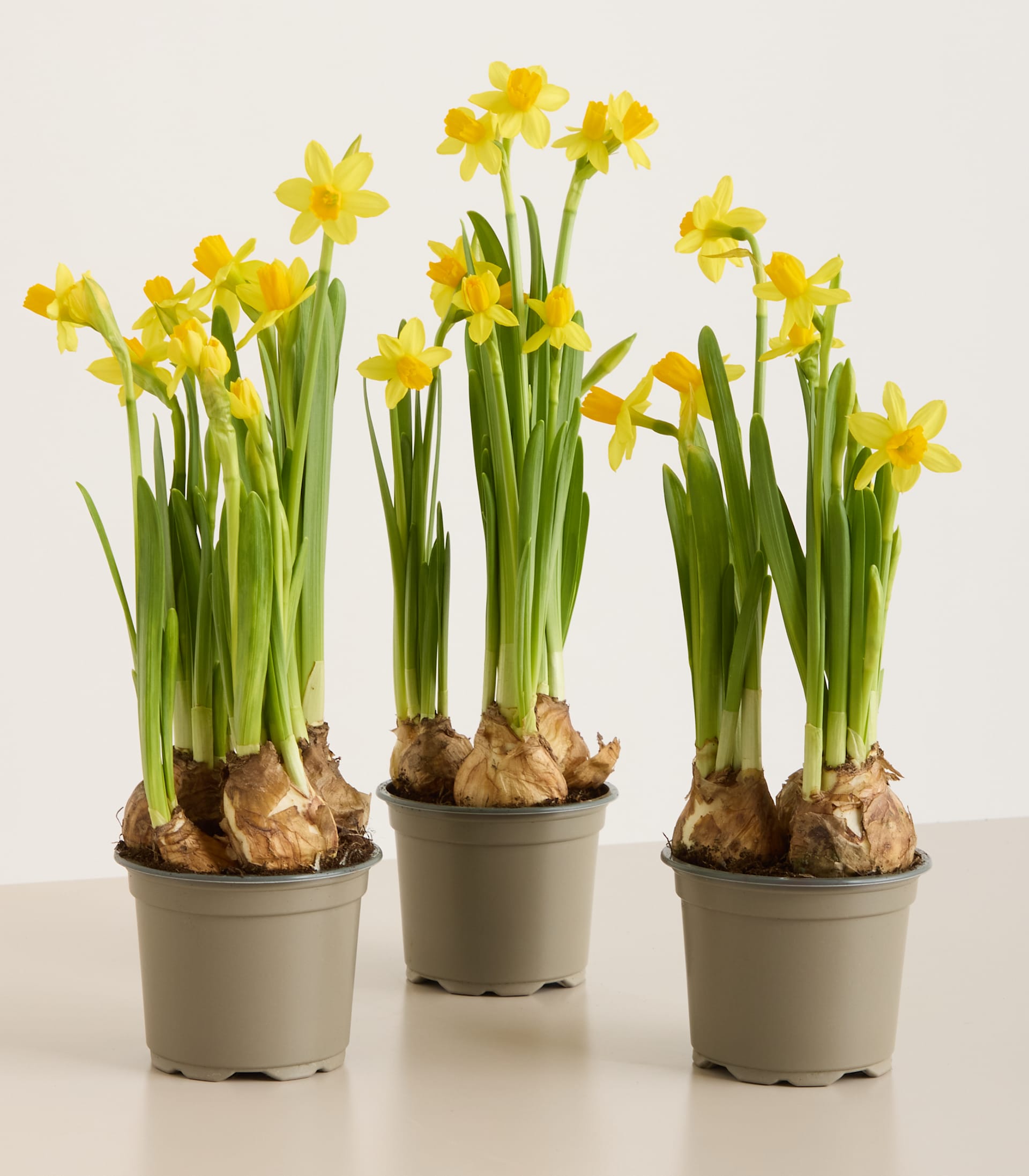 Narzissen 'Téte á Téte' S - 3 Stück 