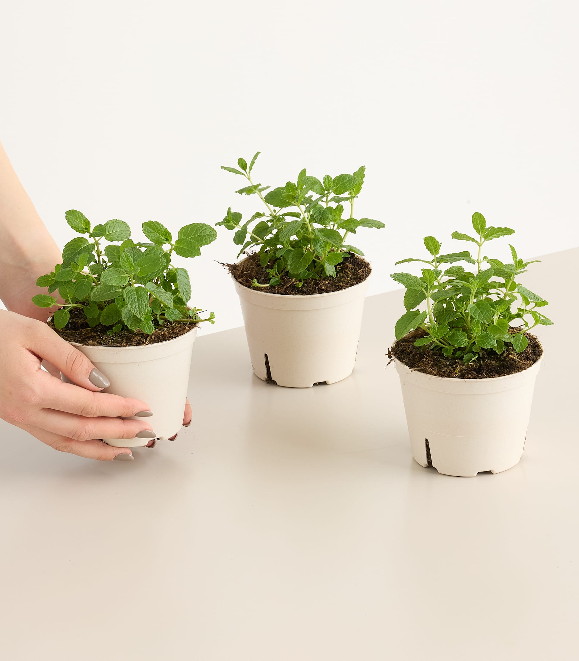 BIO Marokkanische Minze - 3 Stück