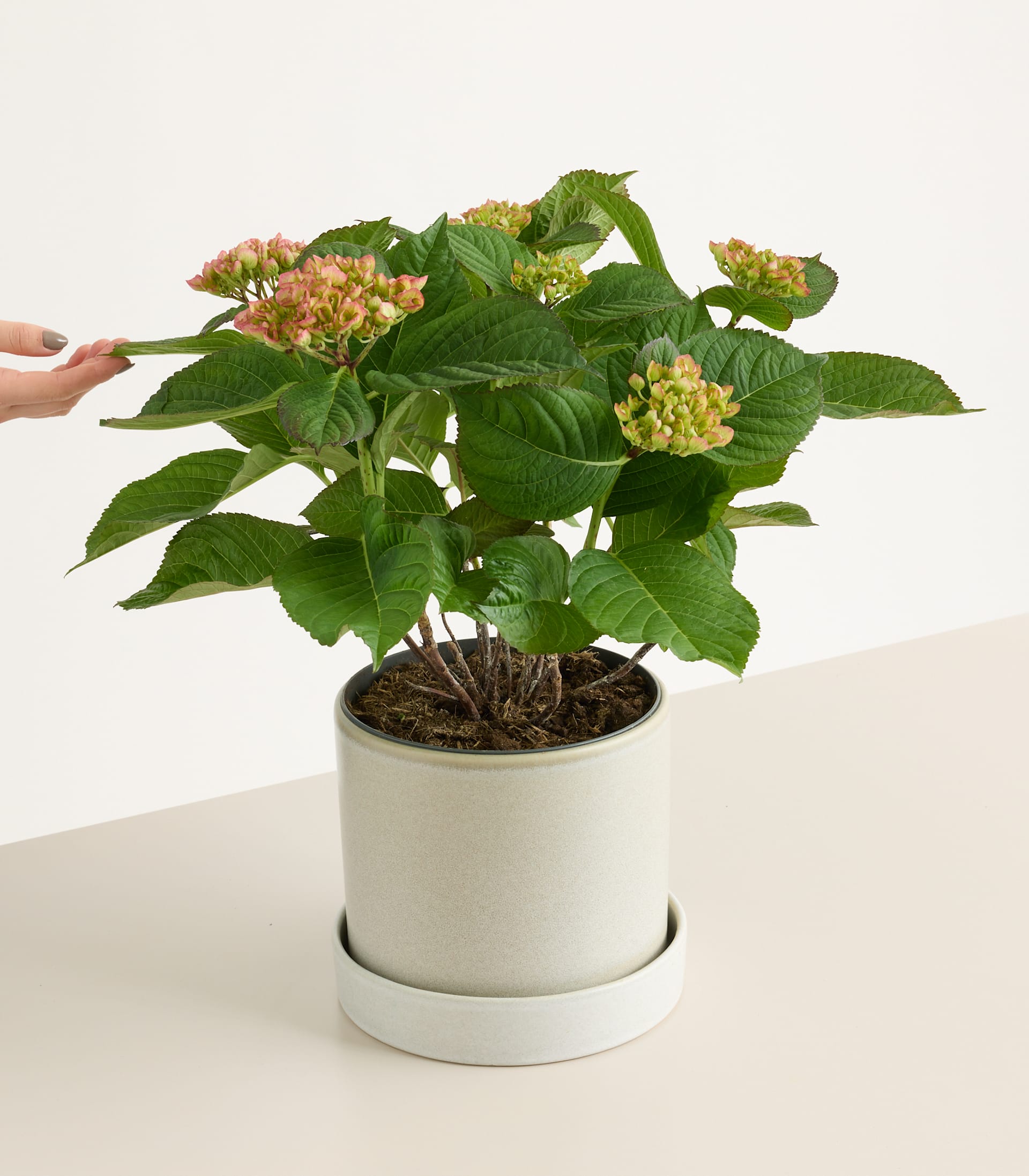 Ballhortensie 'Early Pink'