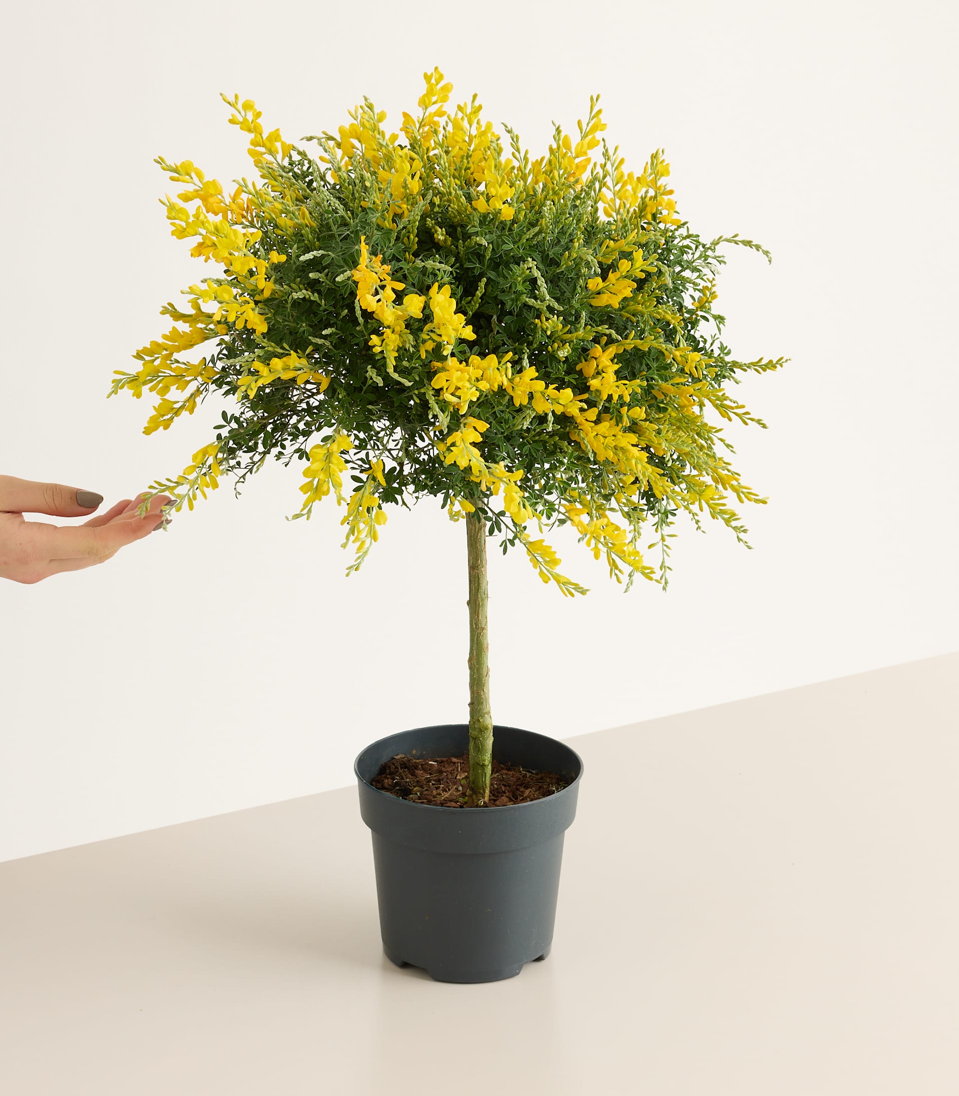 Ginster - Stämmchen