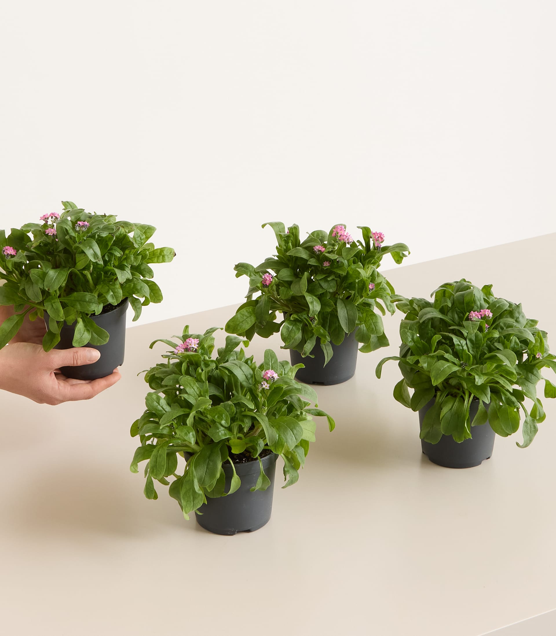 Rosafarbene Vergissmeinnicht - 4 Stück