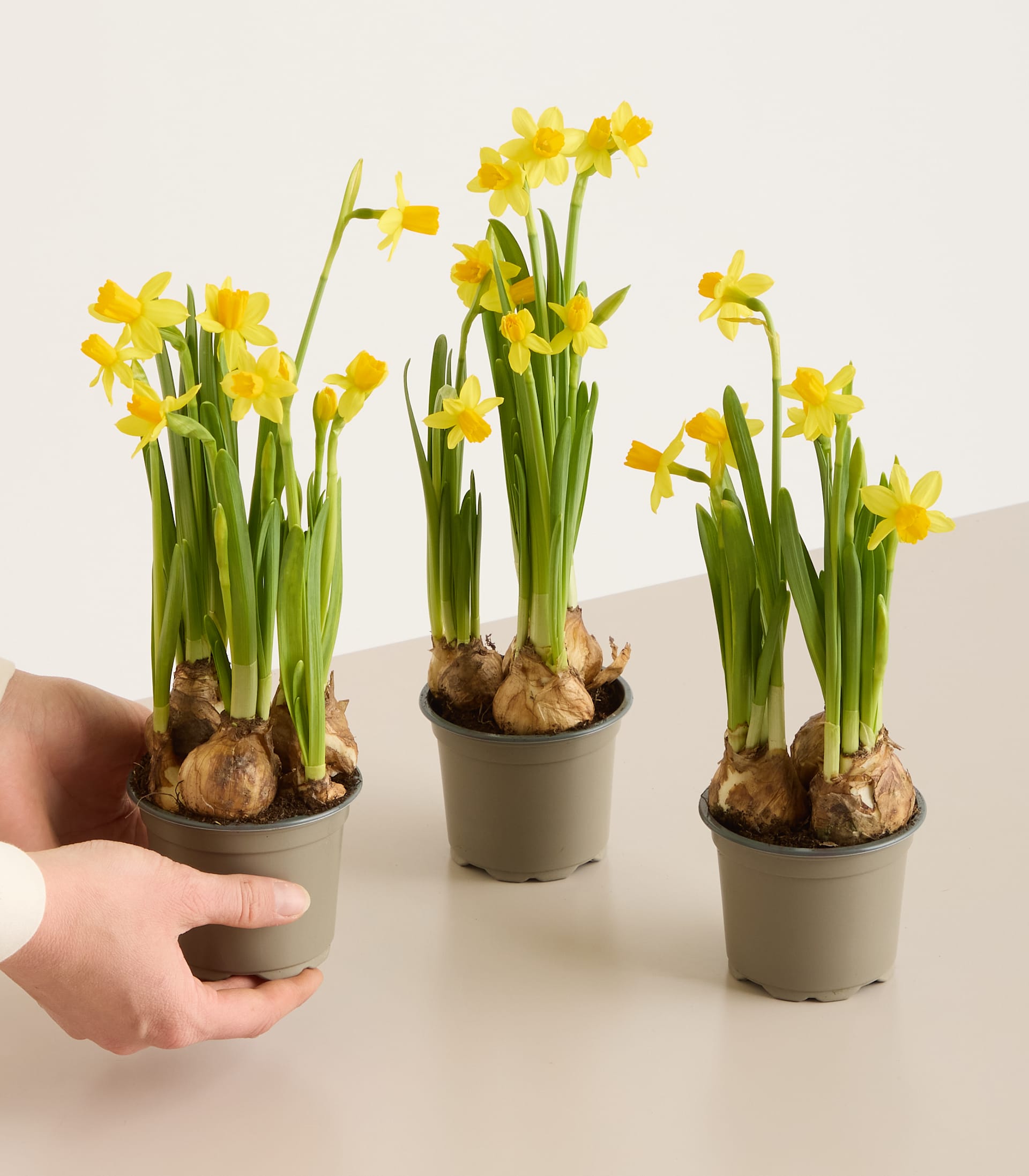 Narzissen 'Téte á Téte' S - 3 Stück 