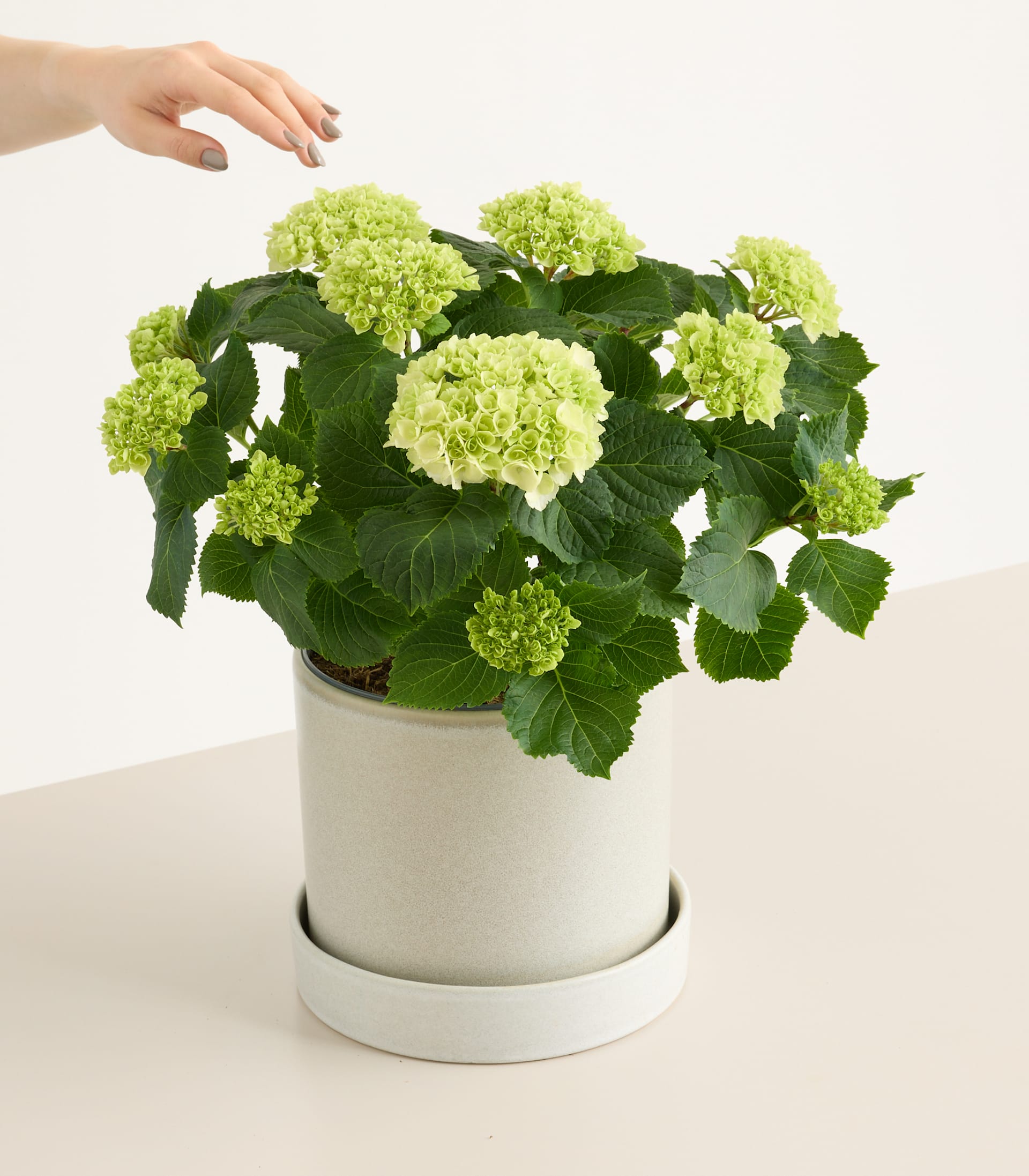 Ballhortensie 'Bright White' M