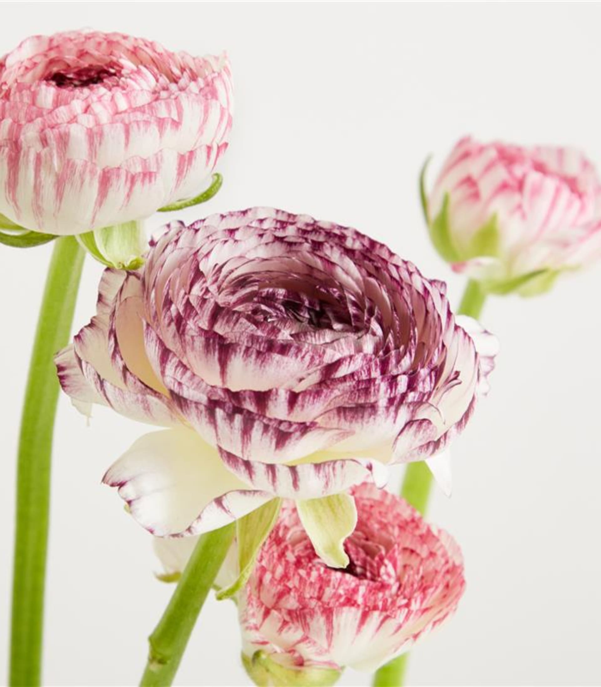 Ranunkeln 'Cappu' - 7 Stiele