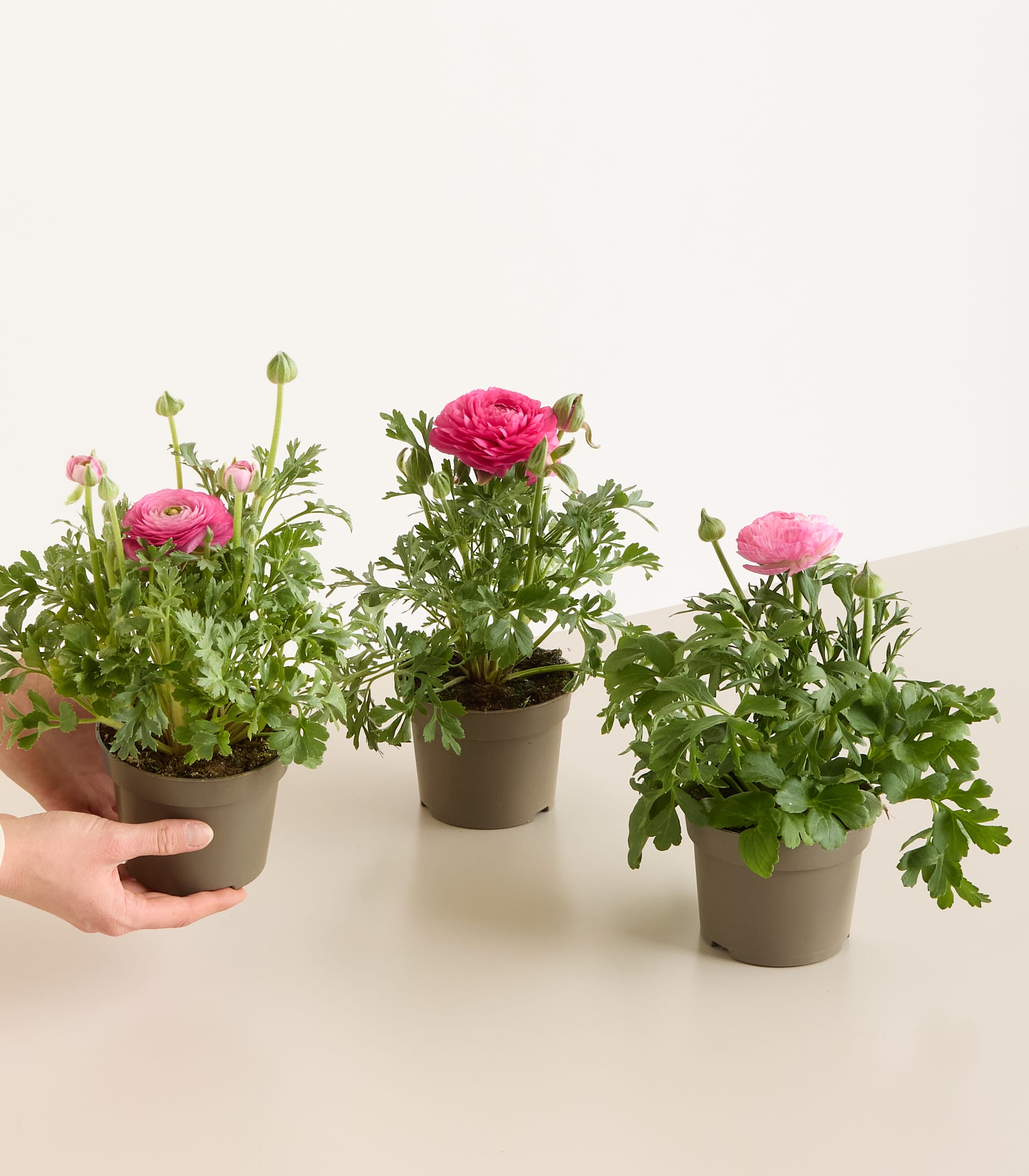 Pinke Ranunkel - 3 Stück