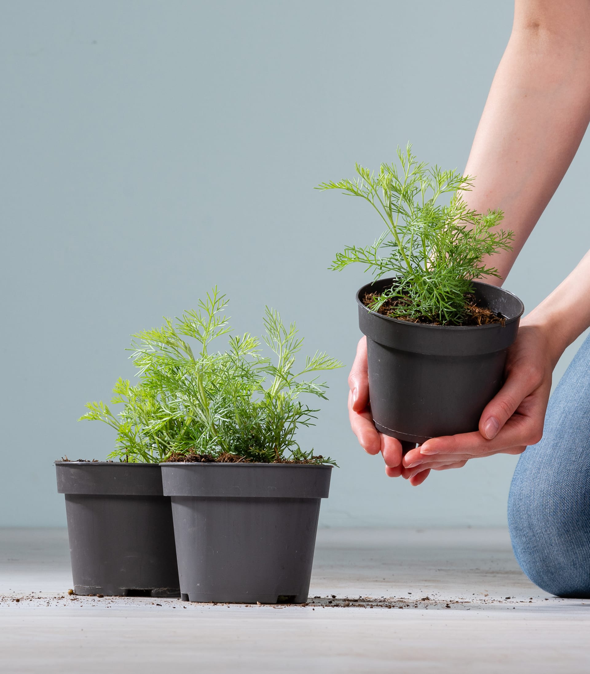 BIO Colastrauch - 3 Stück