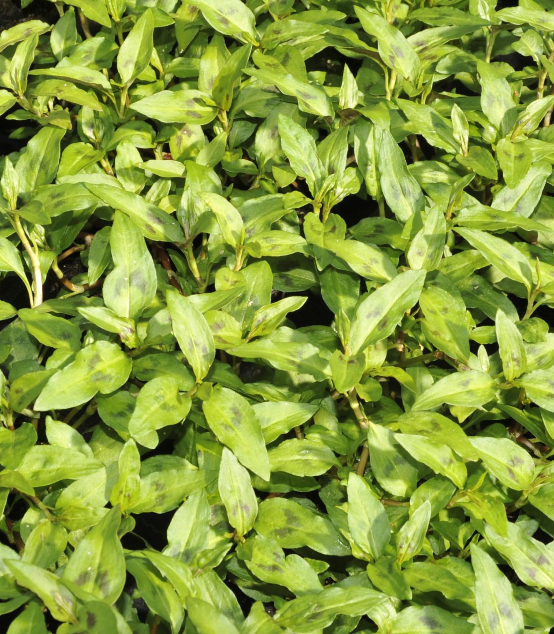 BIO Vietnamesischer Koriander - 3 Stück