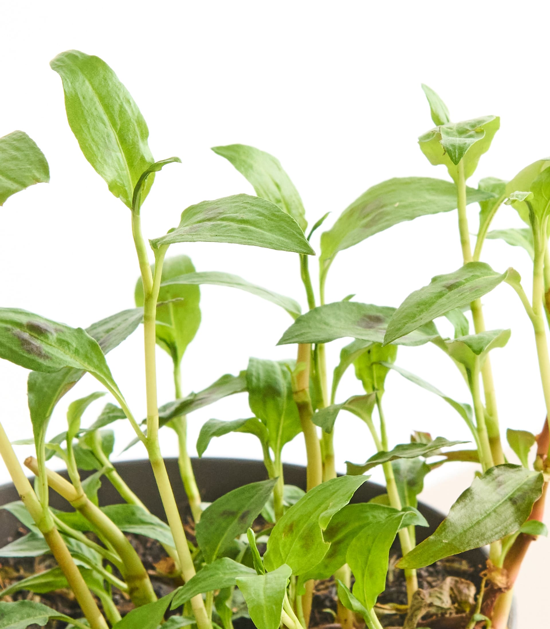 BIO Vietnamesischer Koriander - 3 Stück