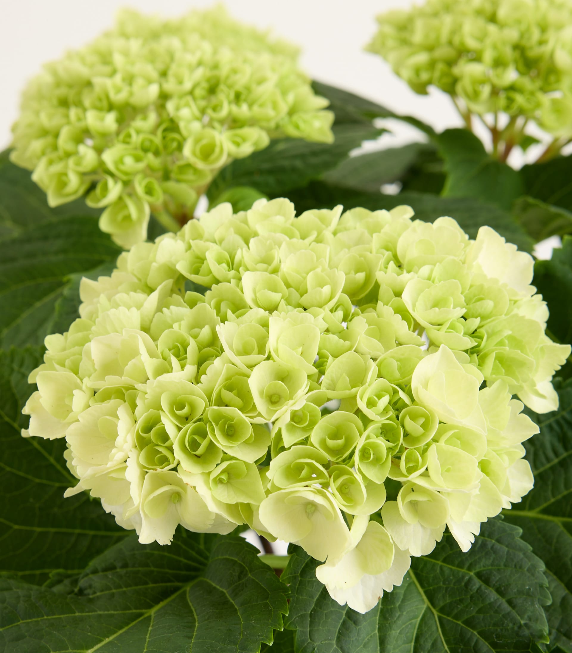 Ballhortensie 'Bright White' M
