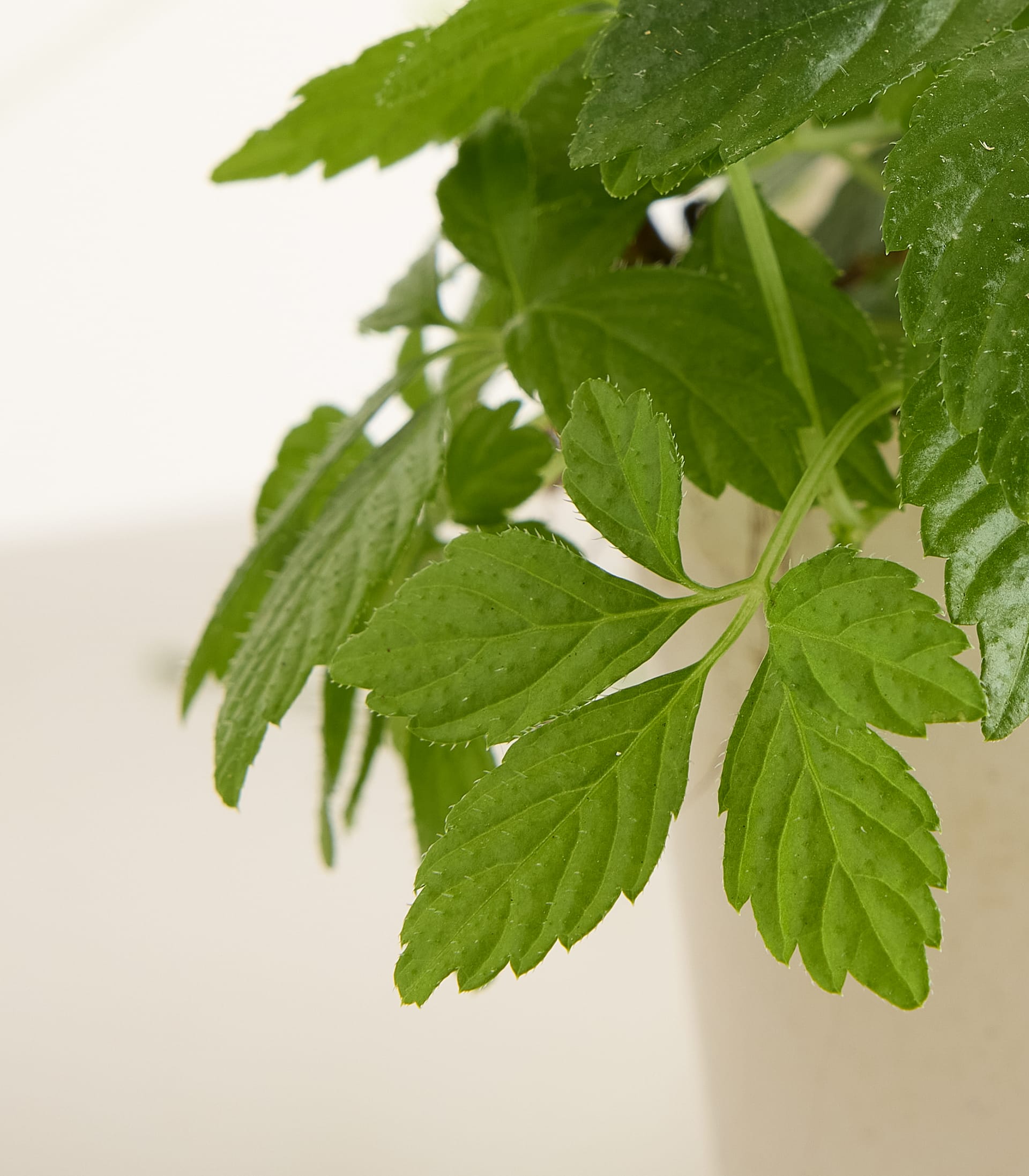 BIO Kraut der Unsterblichkeit - 3 Stück