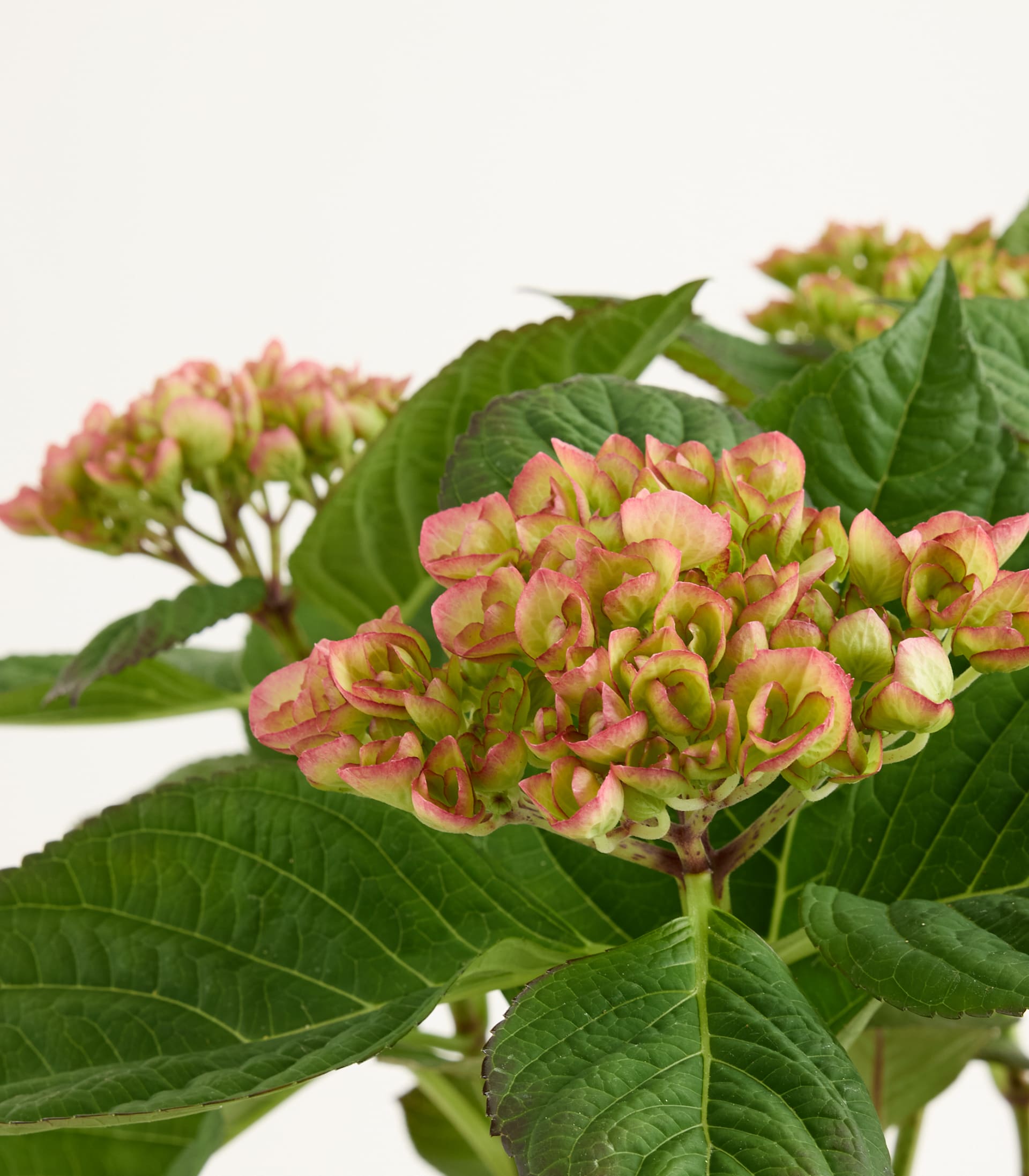 Ballhortensie 'Early Pink'
