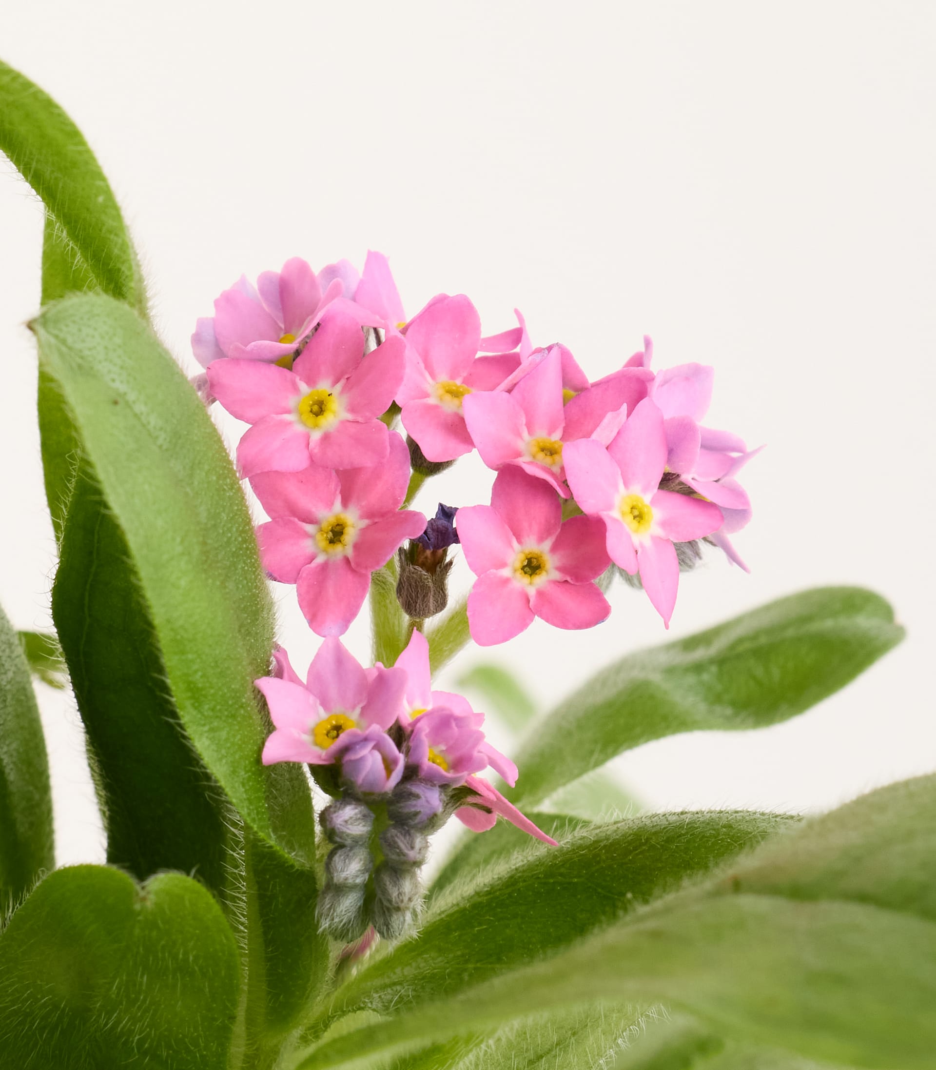 Rosafarbene Vergissmeinnicht - 4 Stück