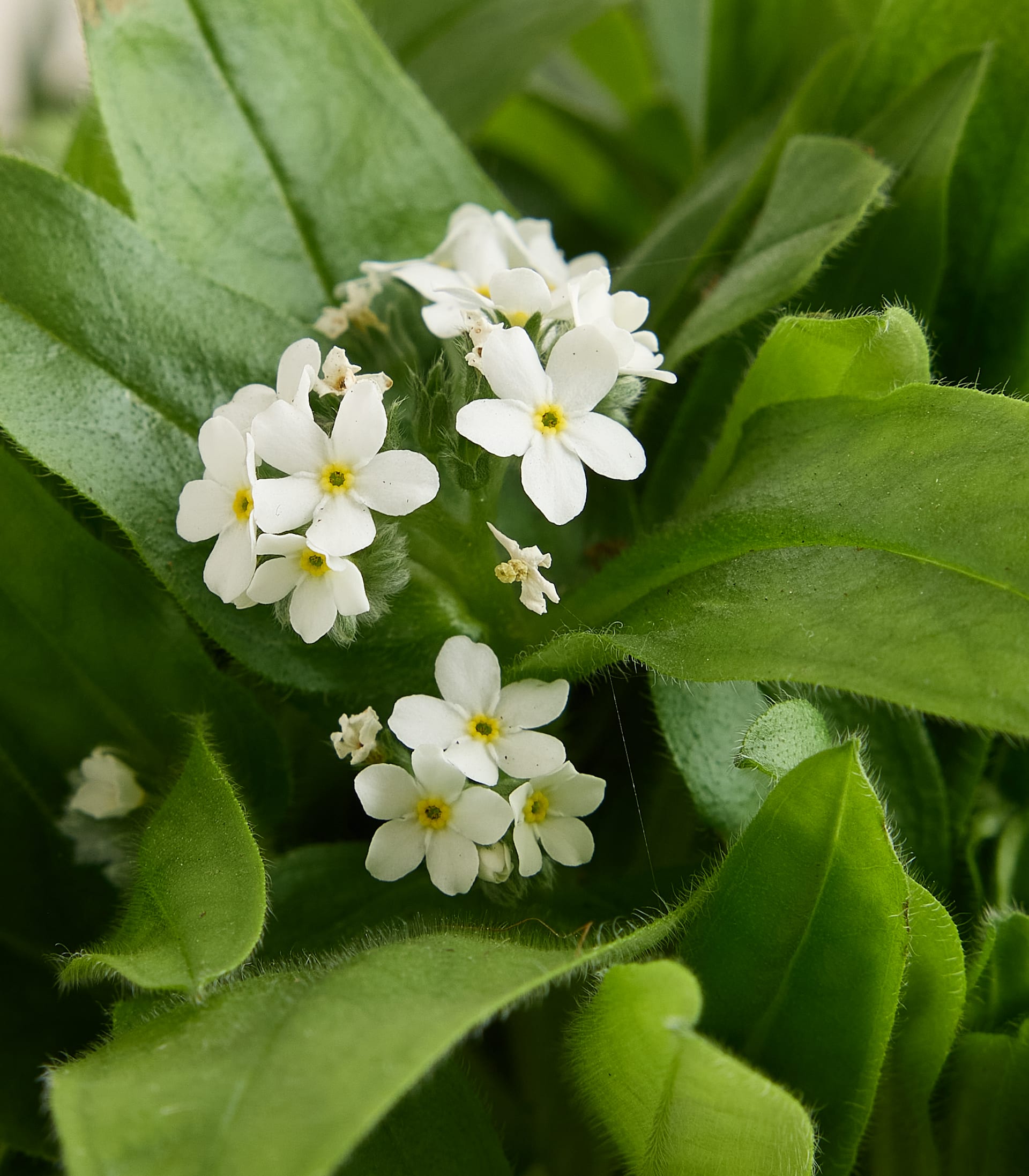 Weißes Vergissmeinnicht - 4 Stück