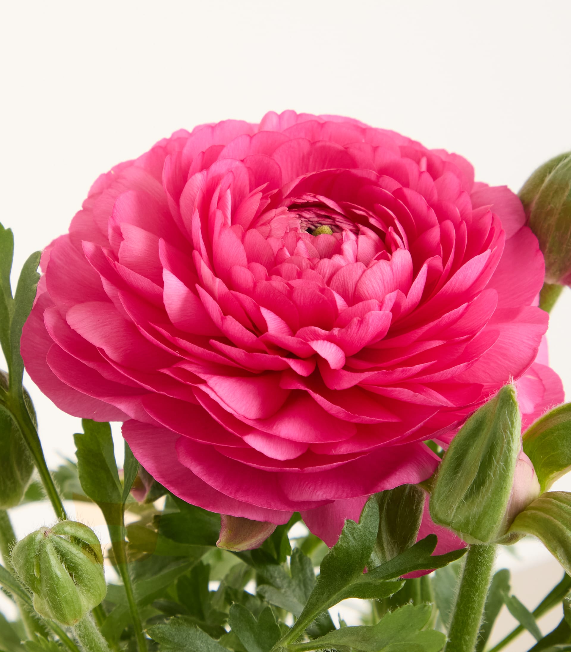 Pinke Ranunkel - 3 Stück