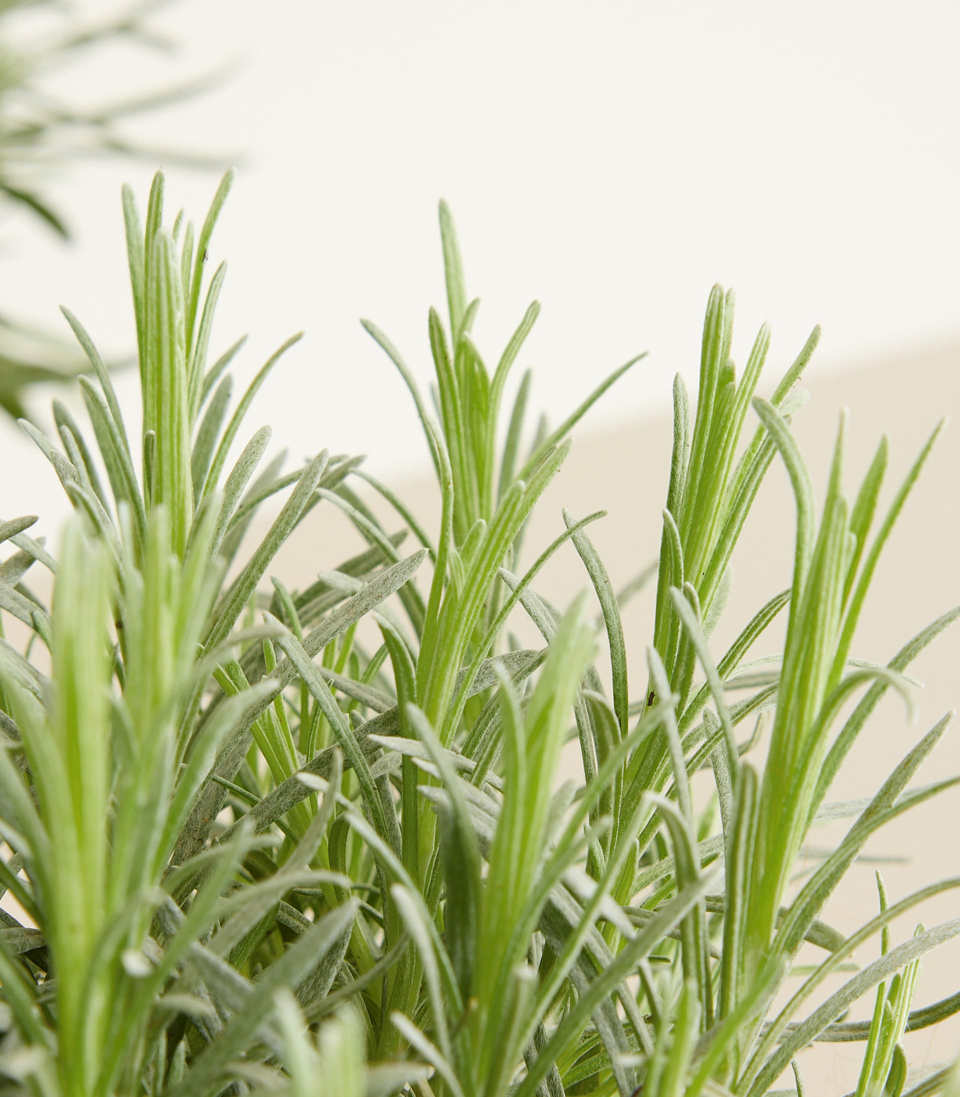 BIO Currykraut - 3 Stück