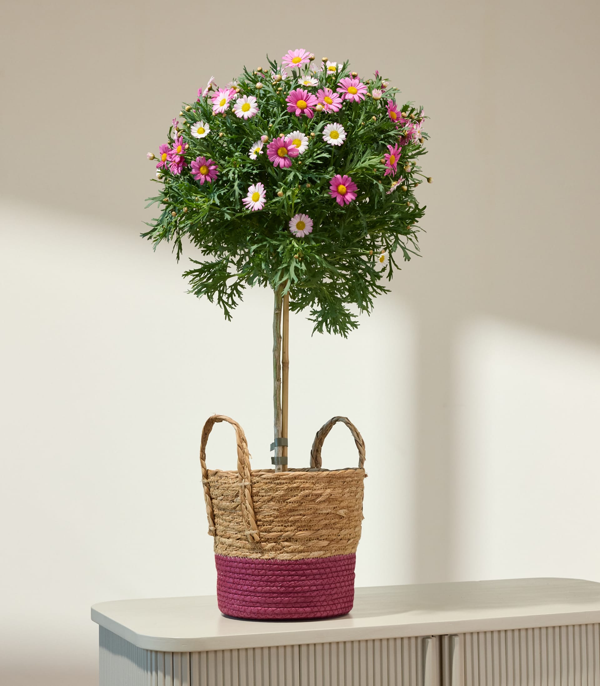 Eine farbenfrohe Topfpflanze mit rosa und violetten Blüten steht auf einer weißen Oberfläche, im Vordergrund sind die Beine und Füße einer Person zu sehen.