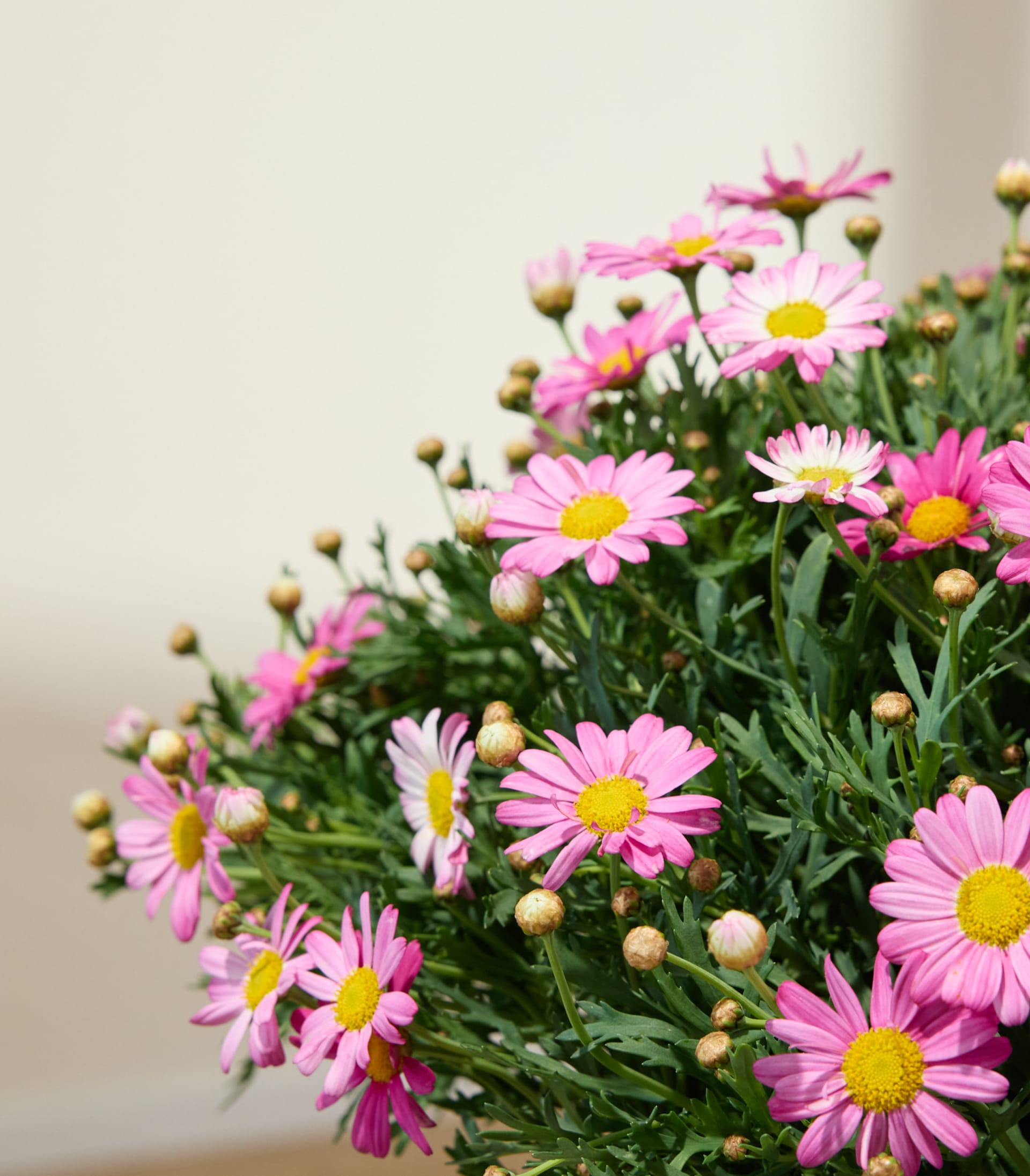 Ein leuchtender Strauß rosa und gelber, gänseblümchenartiger Blumen in einem geflochtenen Korb vor einem schlichten weißen Hintergrund.