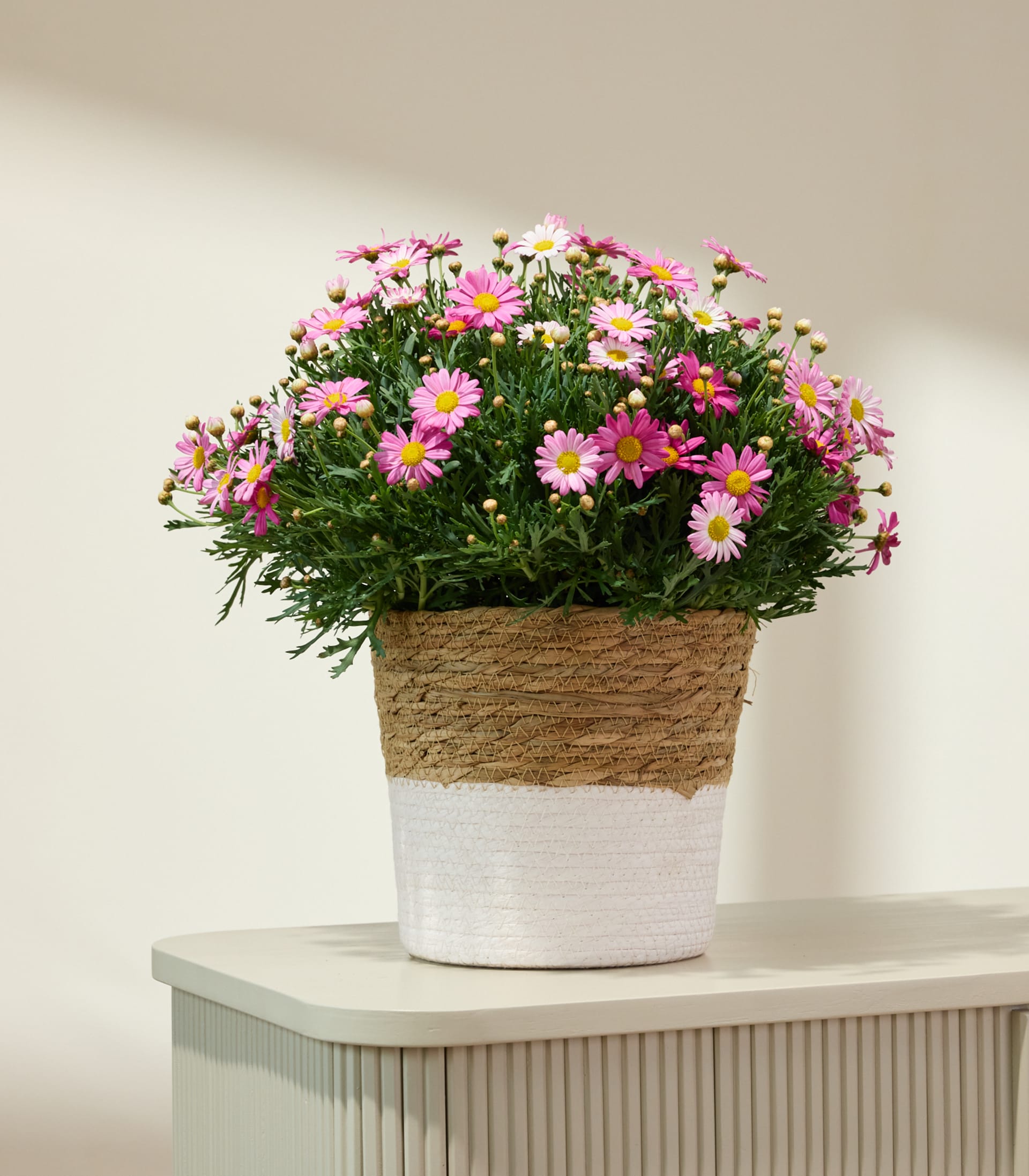 Ein farbenfroher Strauß rosa und weißer Gänseblümchen in einem geflochtenen Korb, gehalten von den Händen einer Person vor einem schlichten Hintergrund.